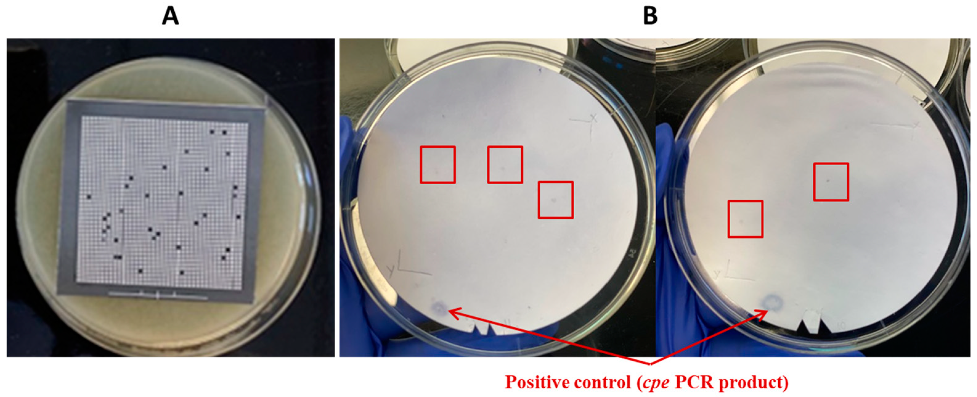 Pathogens 13 00030 g007 Pathogens 13 00030 g007