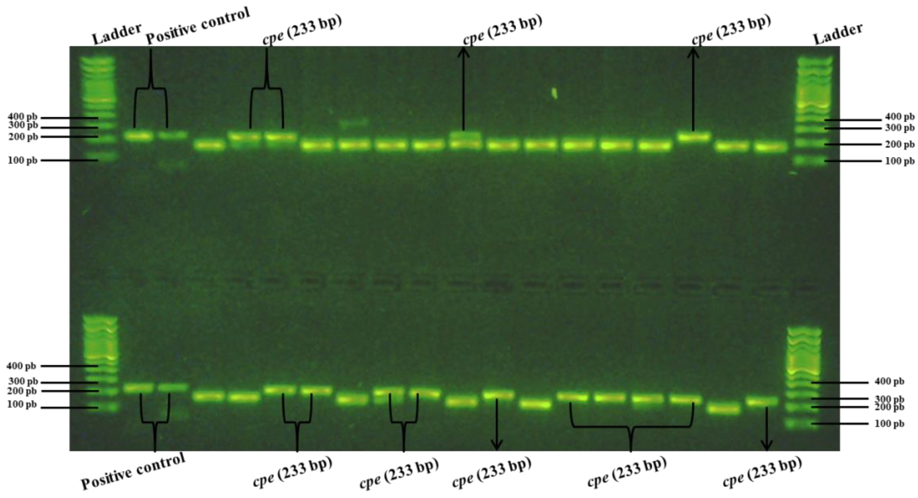 Pathogens 13 00030 g009 Pathogens 13 00030 g009