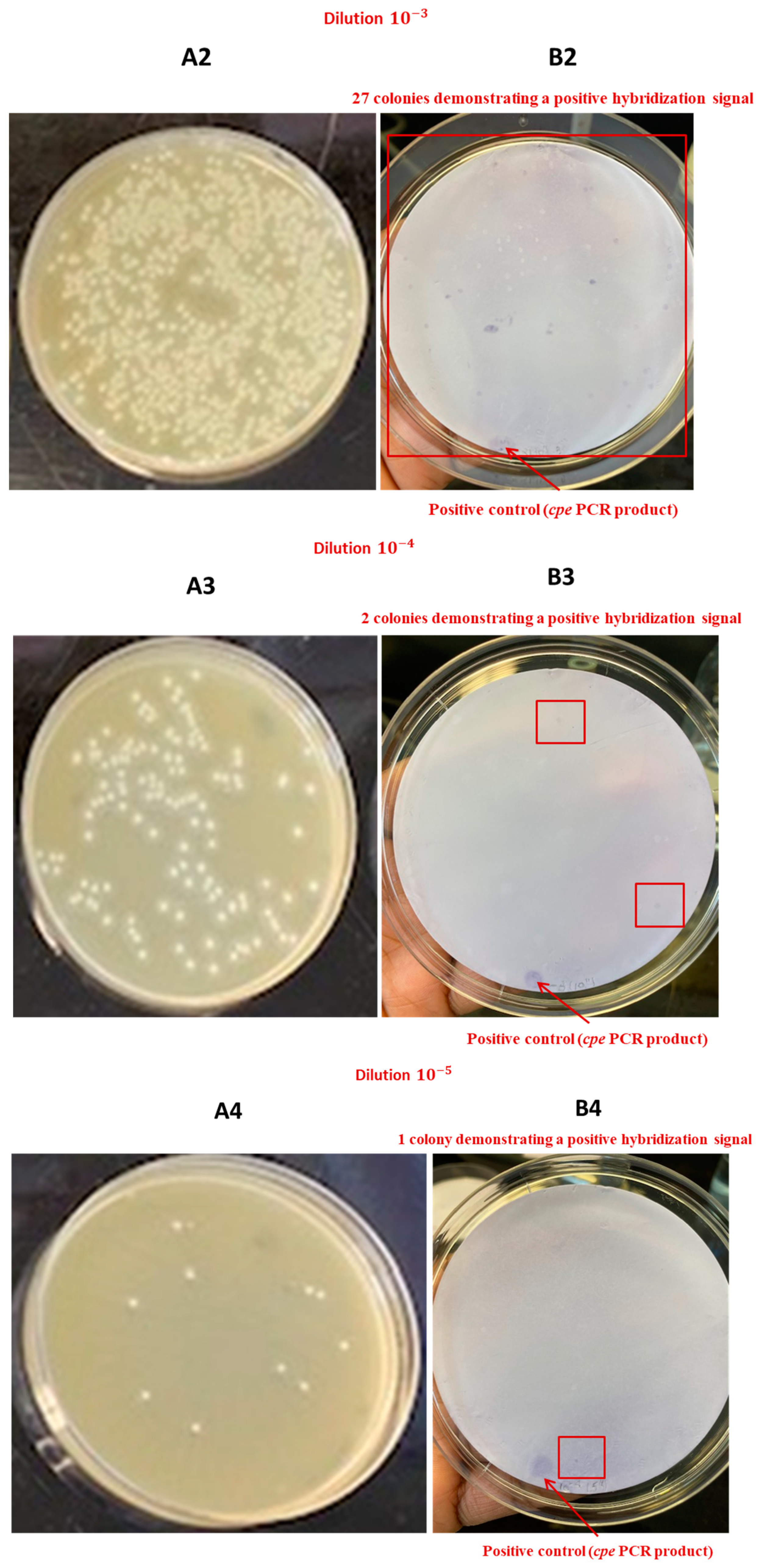 Pathogens 13 00030 g012b Pathogens 13 00030 g012b