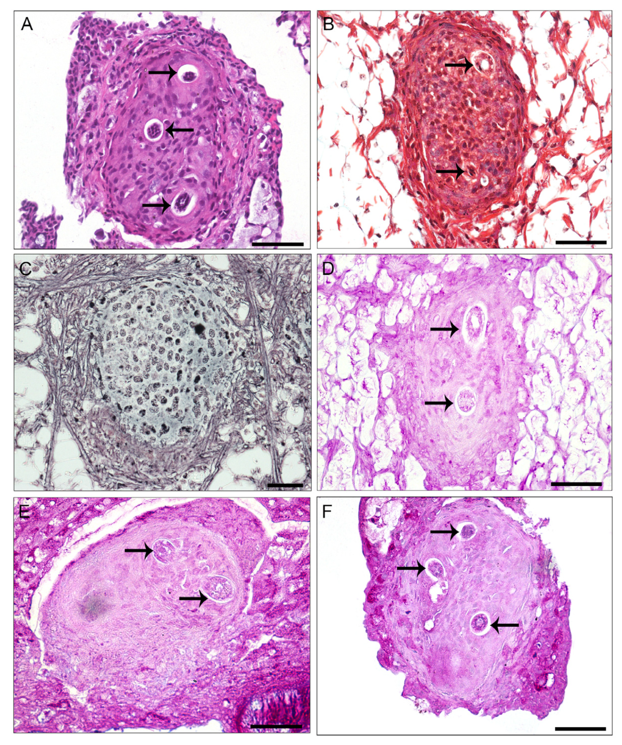 Pathogens 13 00034 g002