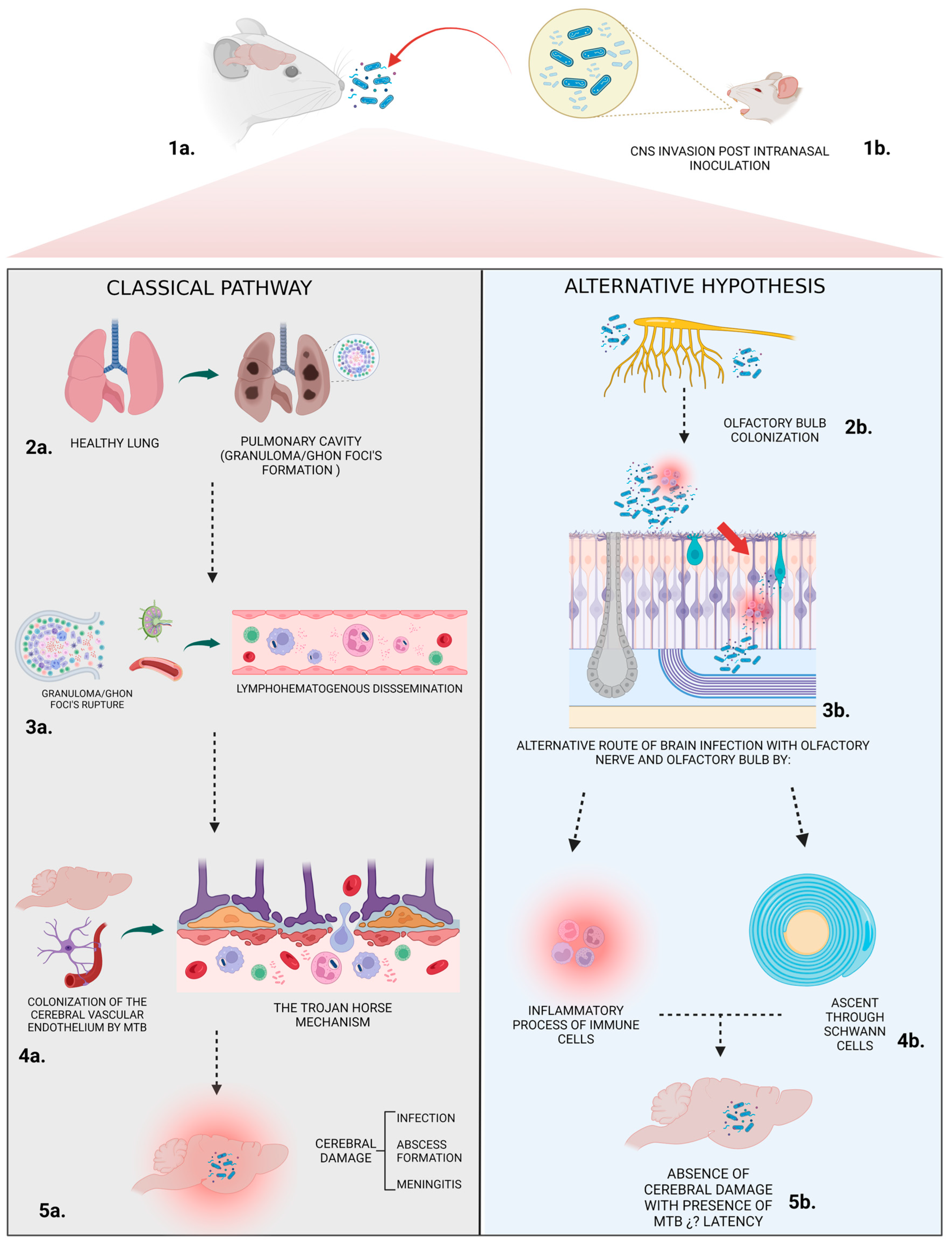 Pathogens 13 00037 g008