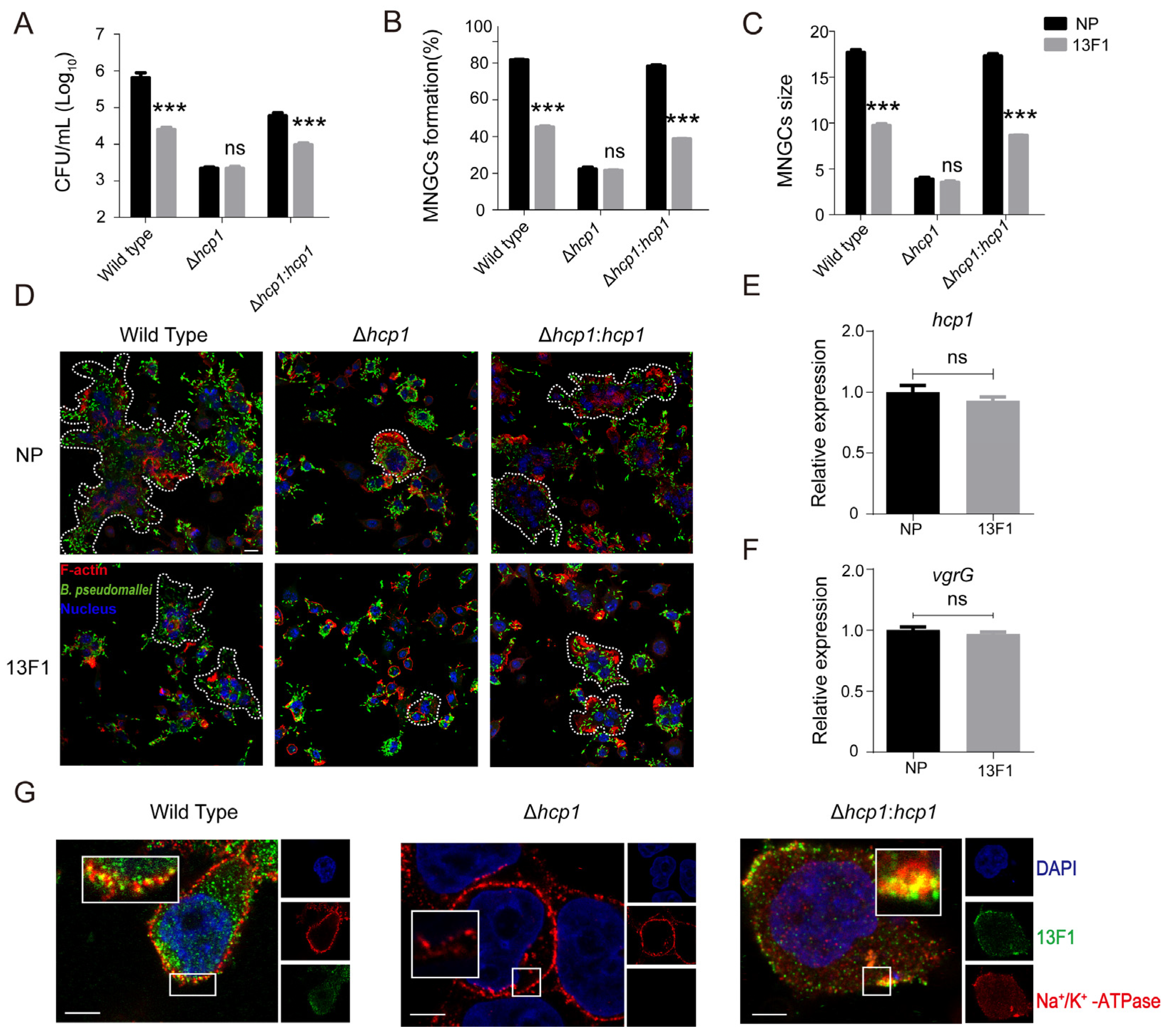Pathogens 13 00043 g004 Pathogens 13 00043 g004