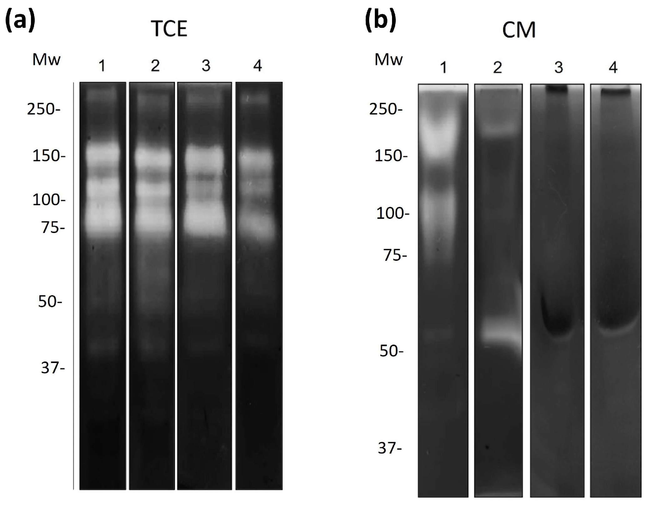 Pathogens 13 00044 g003