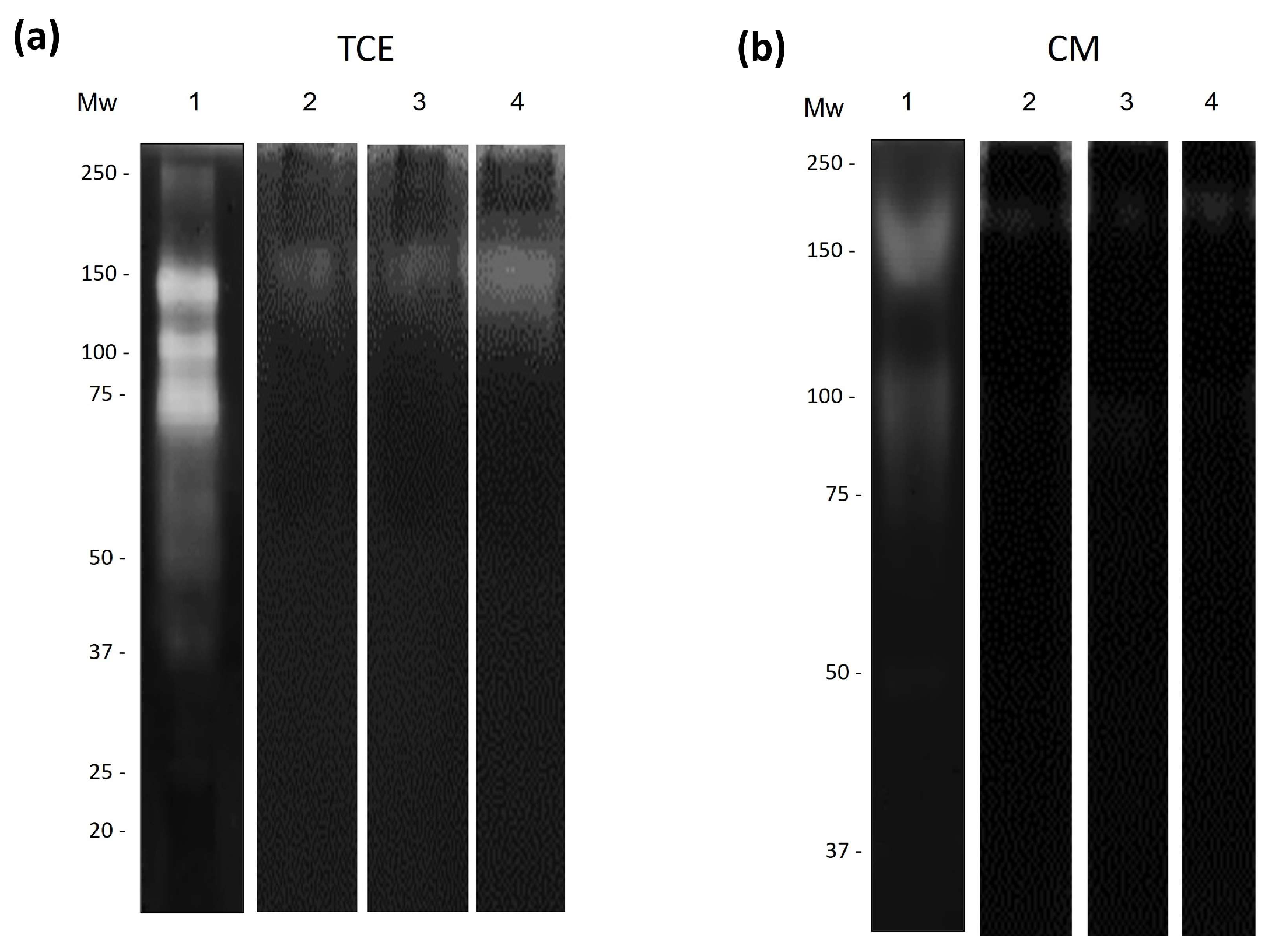 Pathogens 13 00044 g005