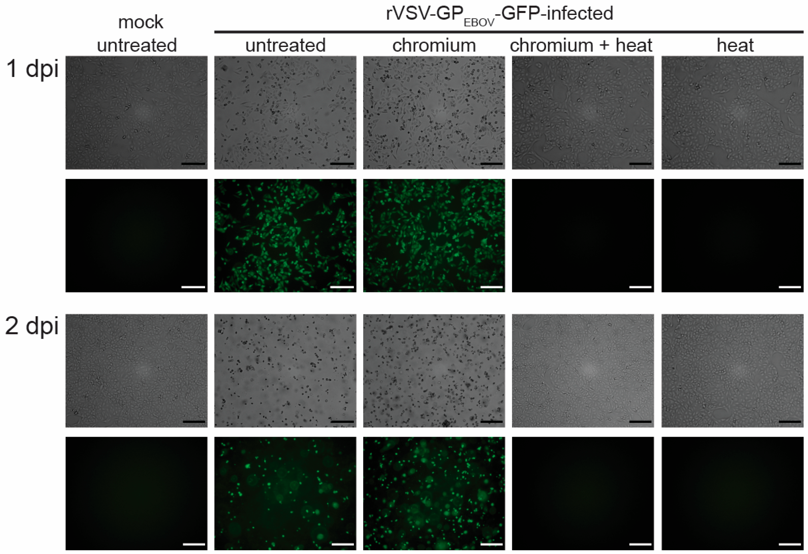 Pathogens 13 00062 g004
