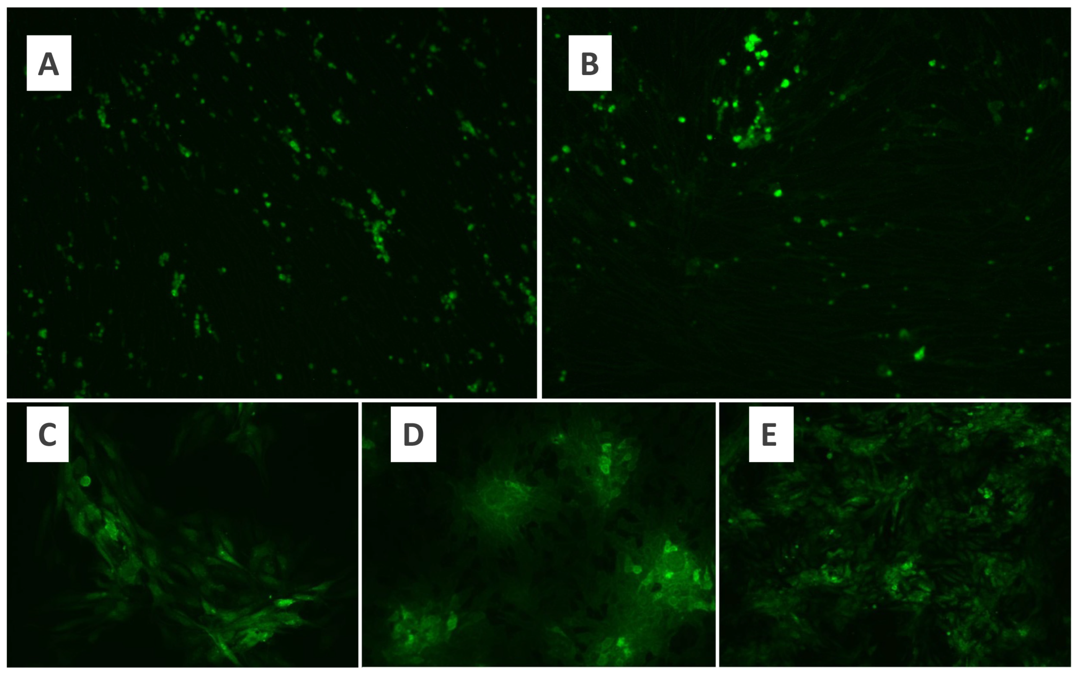 Pathogens 13 00072 g001 Pathogens 13 00072 g001