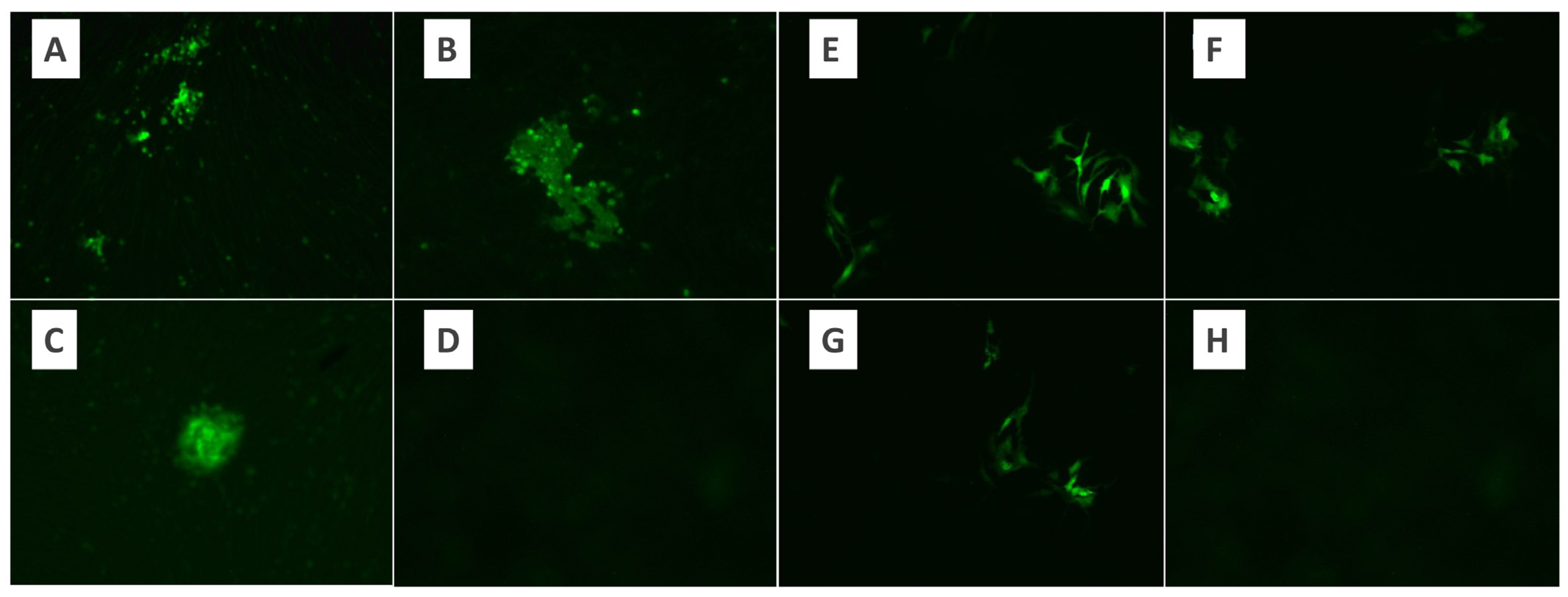 Pathogens 13 00072 g002 Pathogens 13 00072 g002