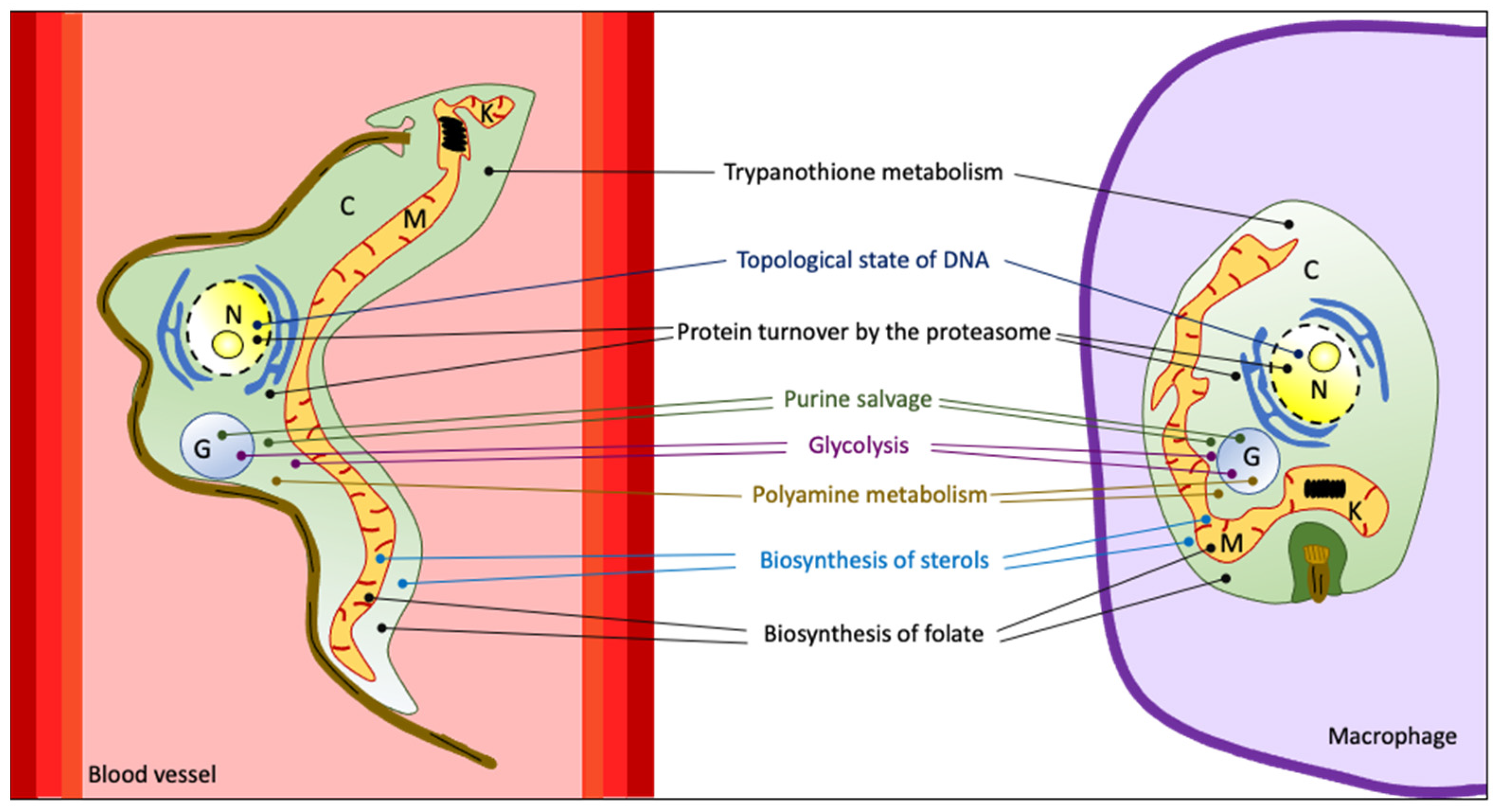Pathogens 13 00079 g002 Pathogens 13 00079 g002