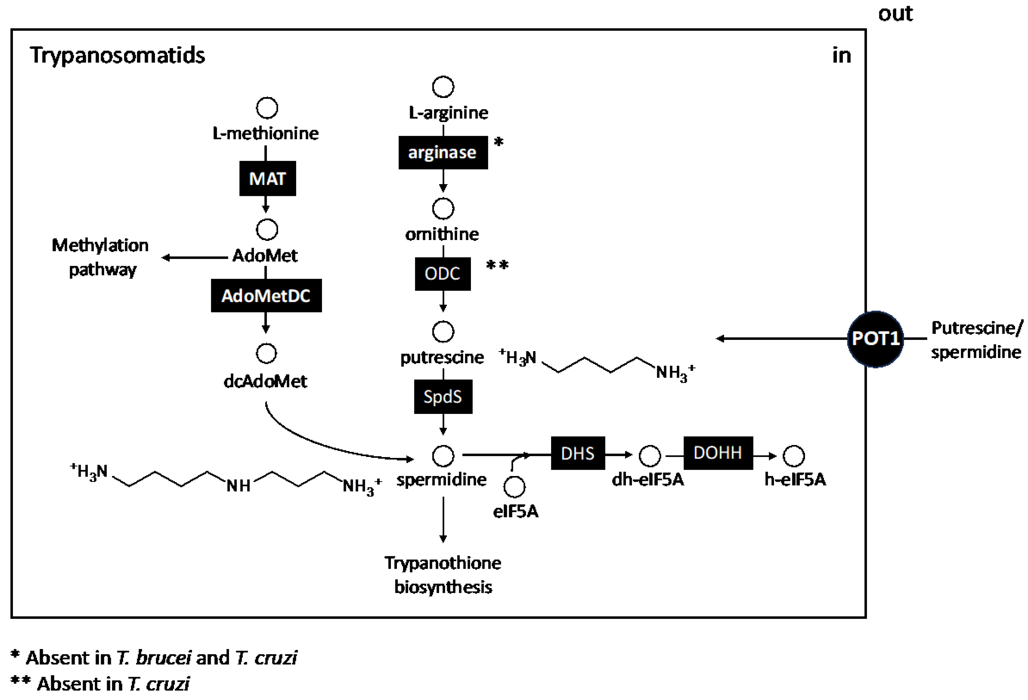 Pathogens 13 00079 g004 Pathogens 13 00079 g004