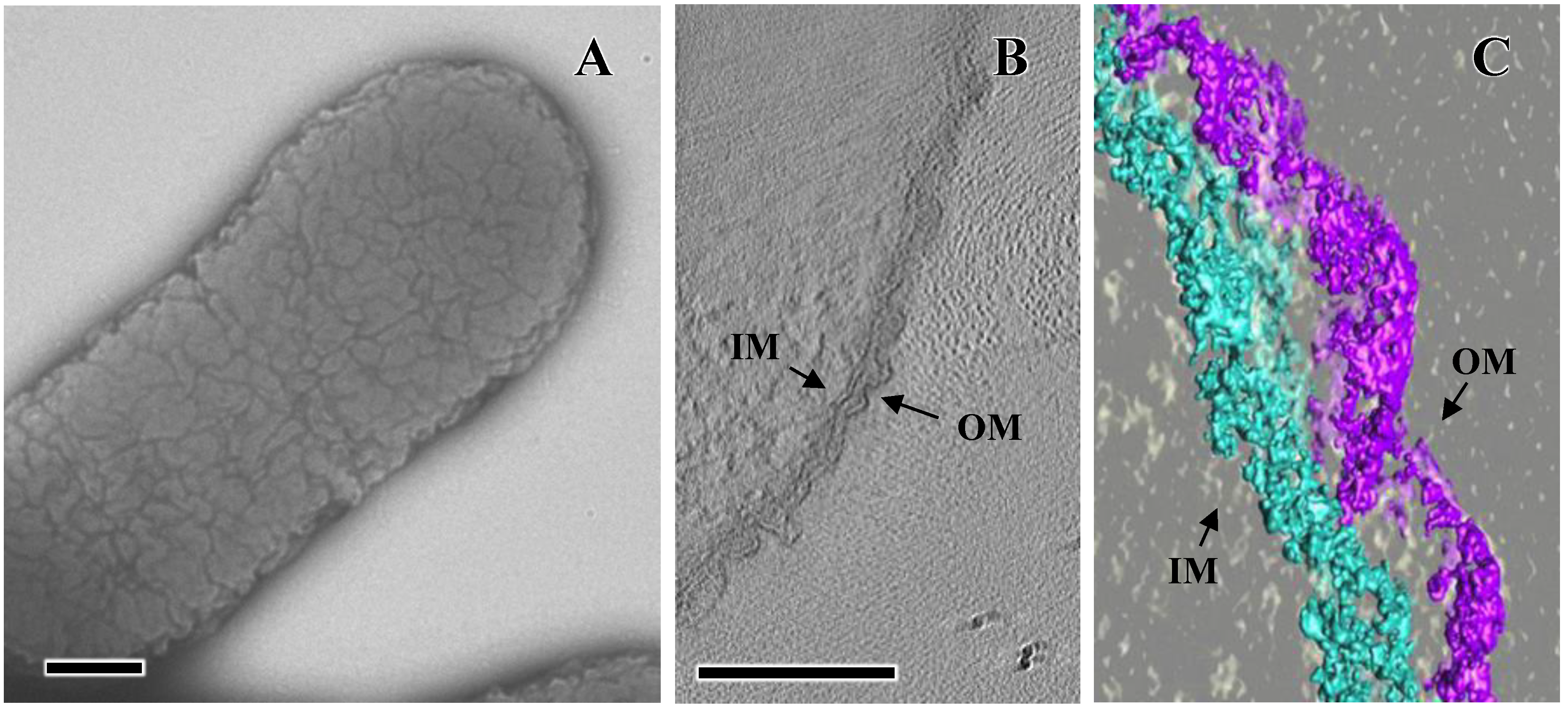 Pathogens 13 00099 g001 Pathogens 13 00099 g001