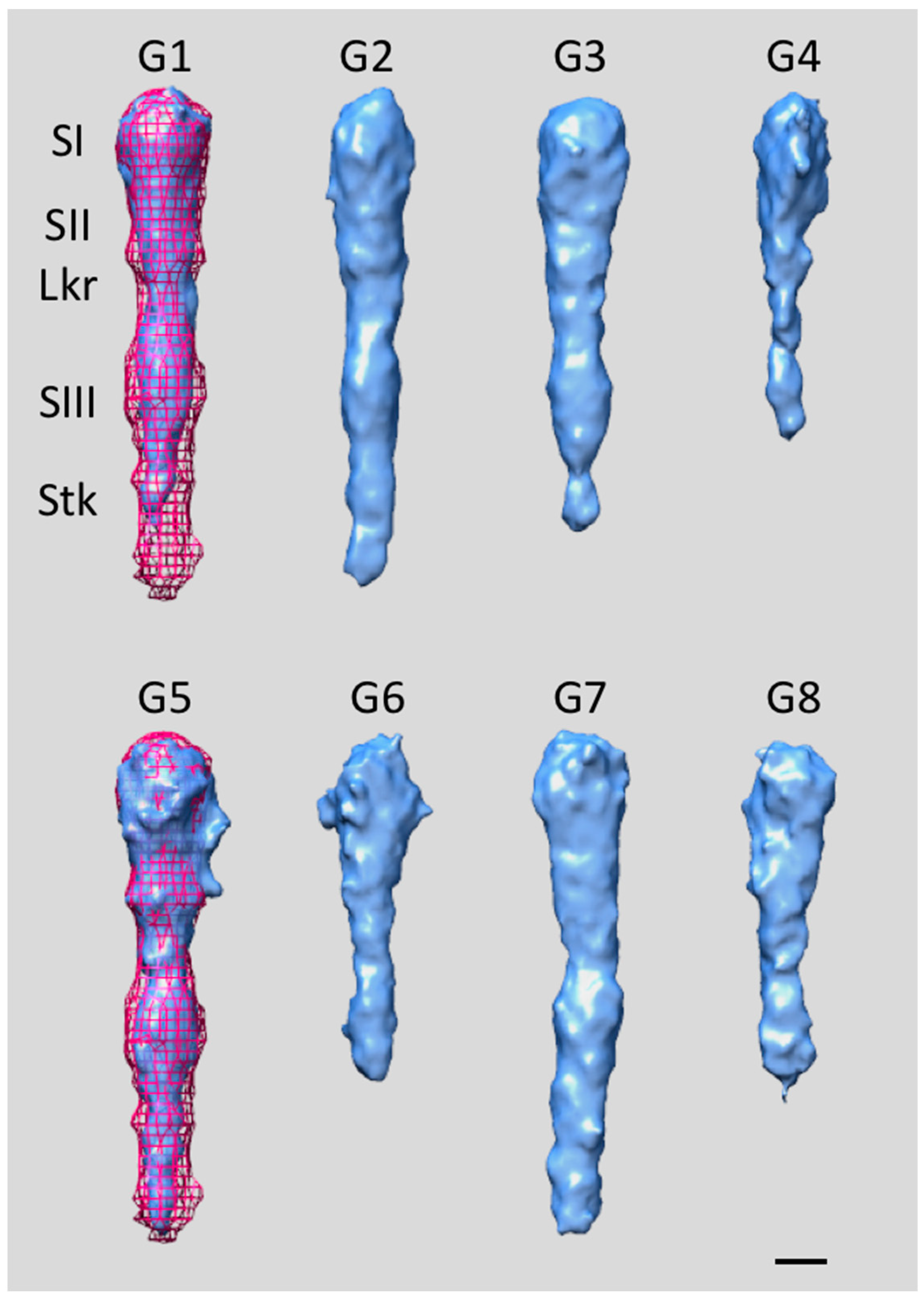 Pathogens 13 00099 g007 Pathogens 13 00099 g007