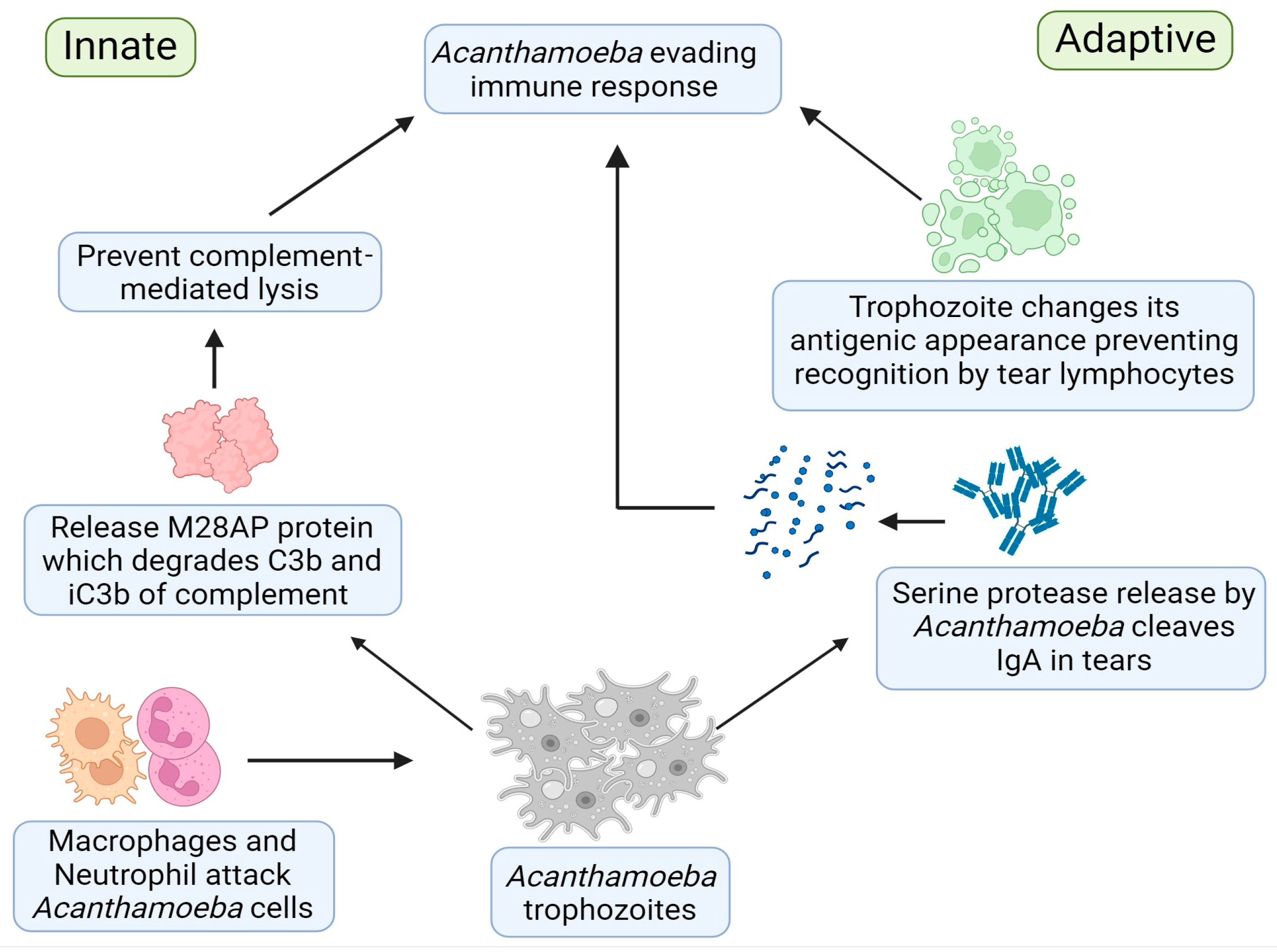 Pathogens 13 00142 g001 Pathogens 13 00142 g001