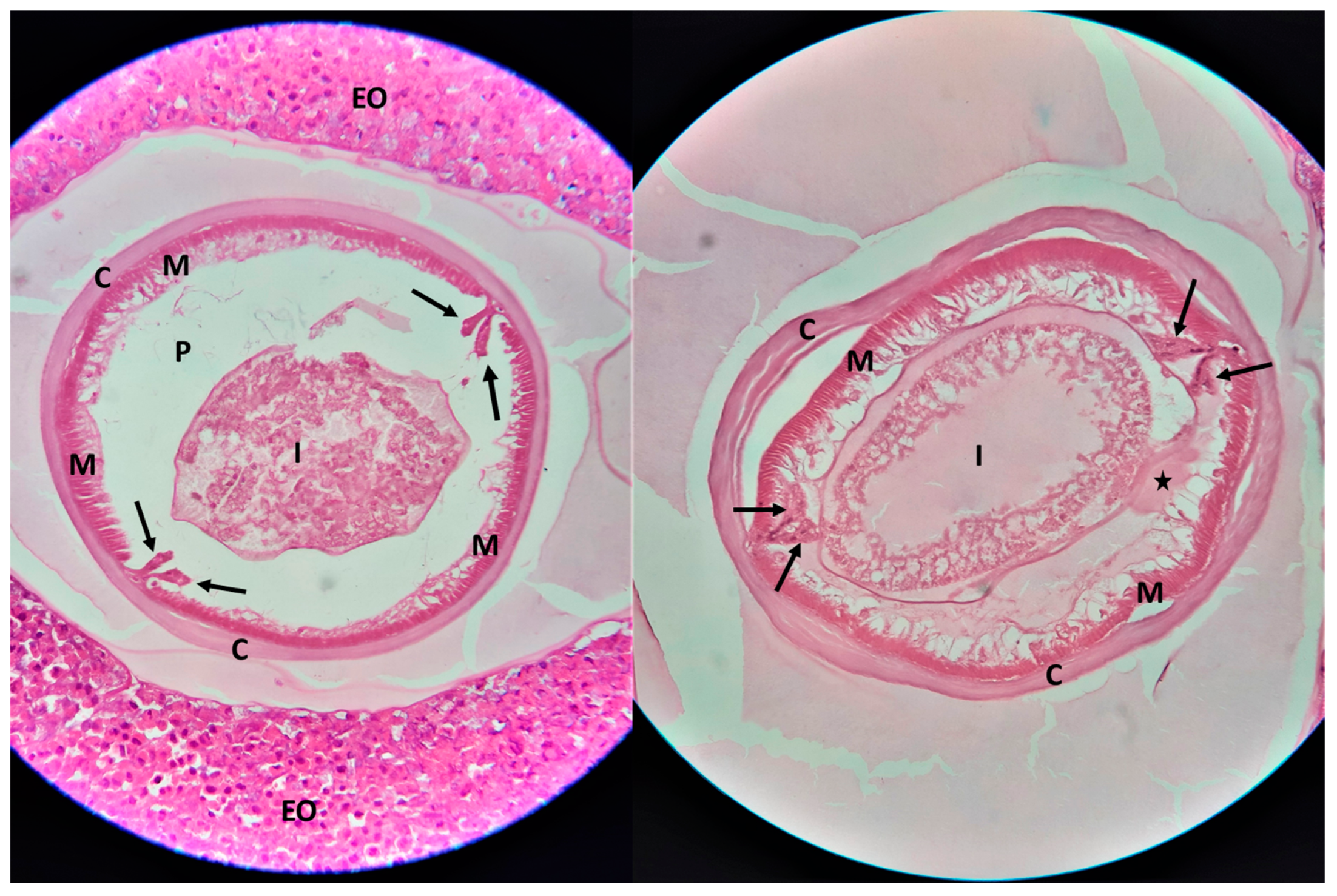 Pathogens 13 00149 g003
