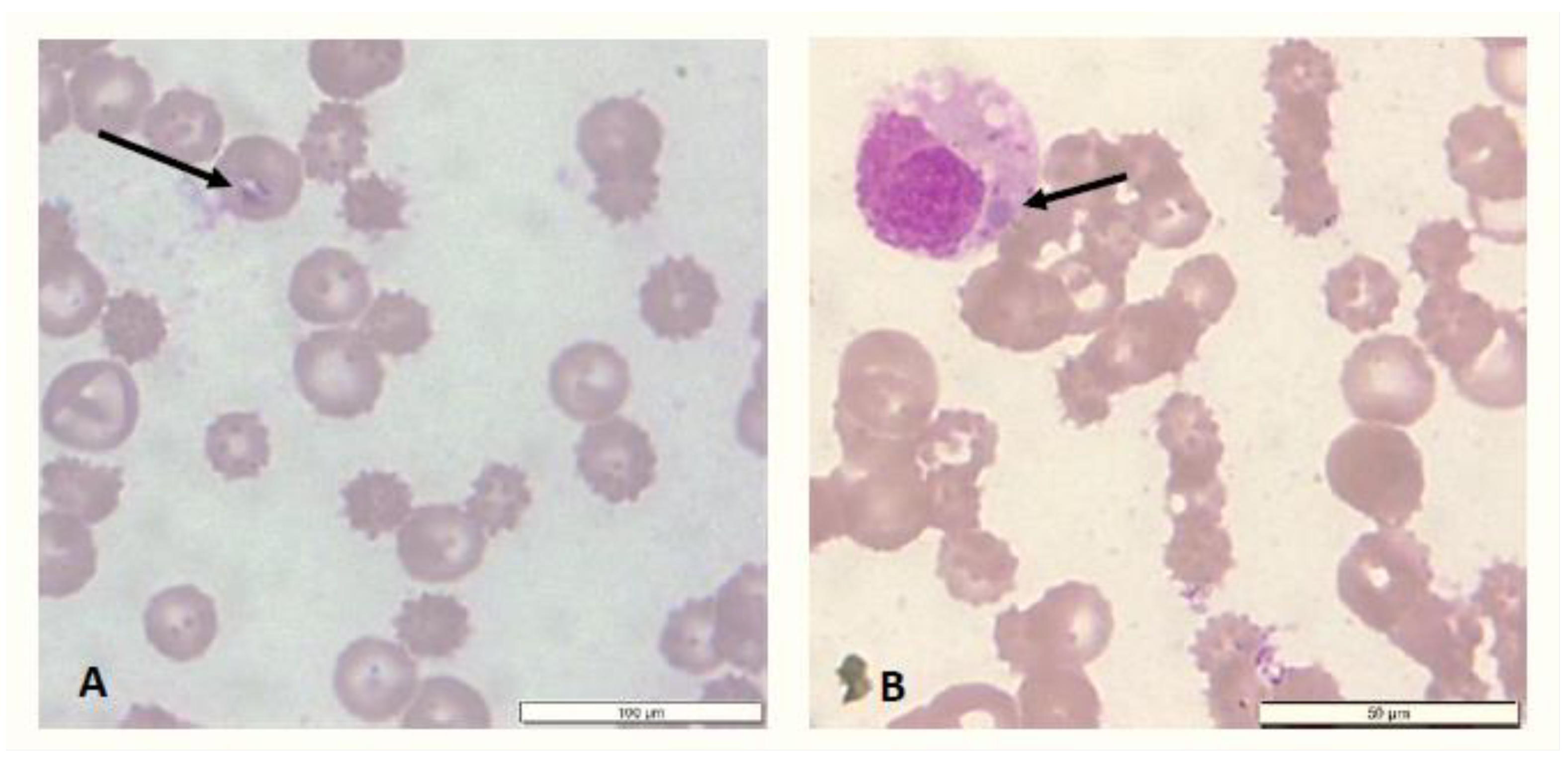 Pathogens 13 00161 g002