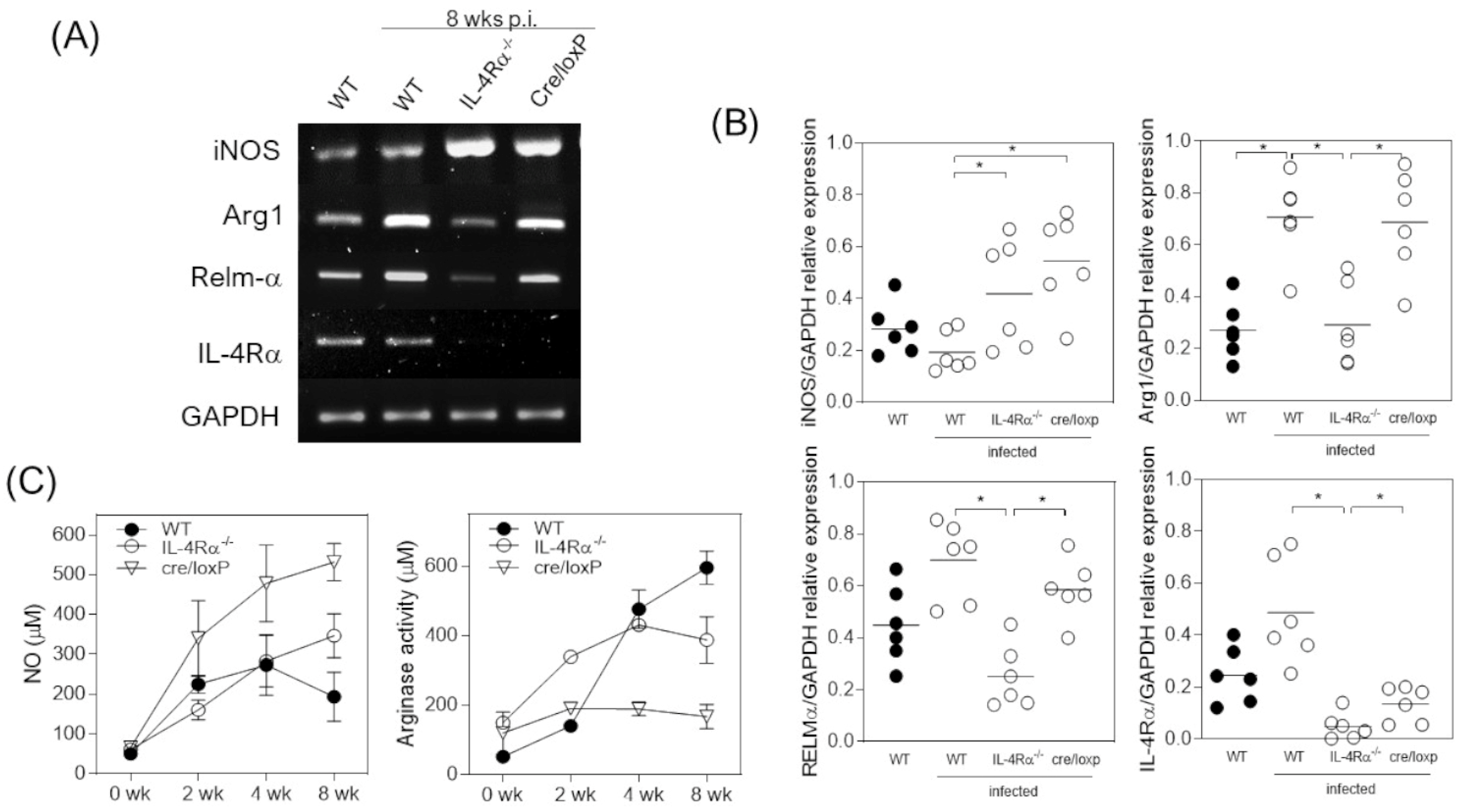 Pathogens 13 00169 g003 Pathogens 13 00169 g003