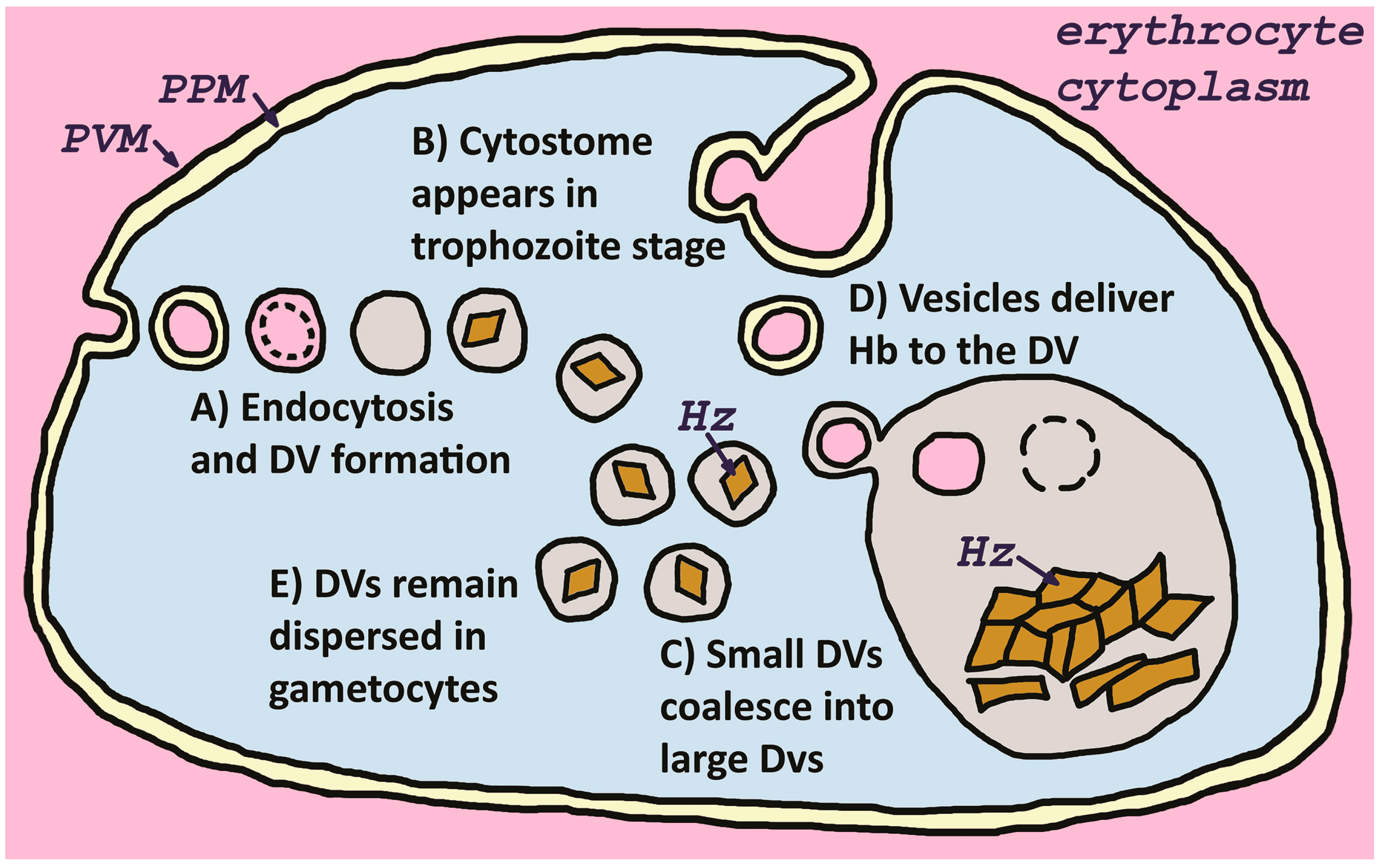 Pathogens 13 00182 g001
