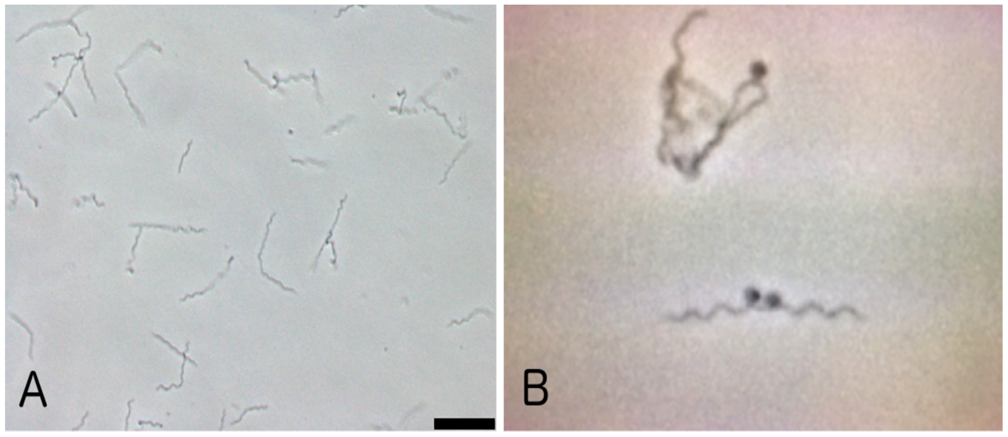 Pathogens 13 00186 g001