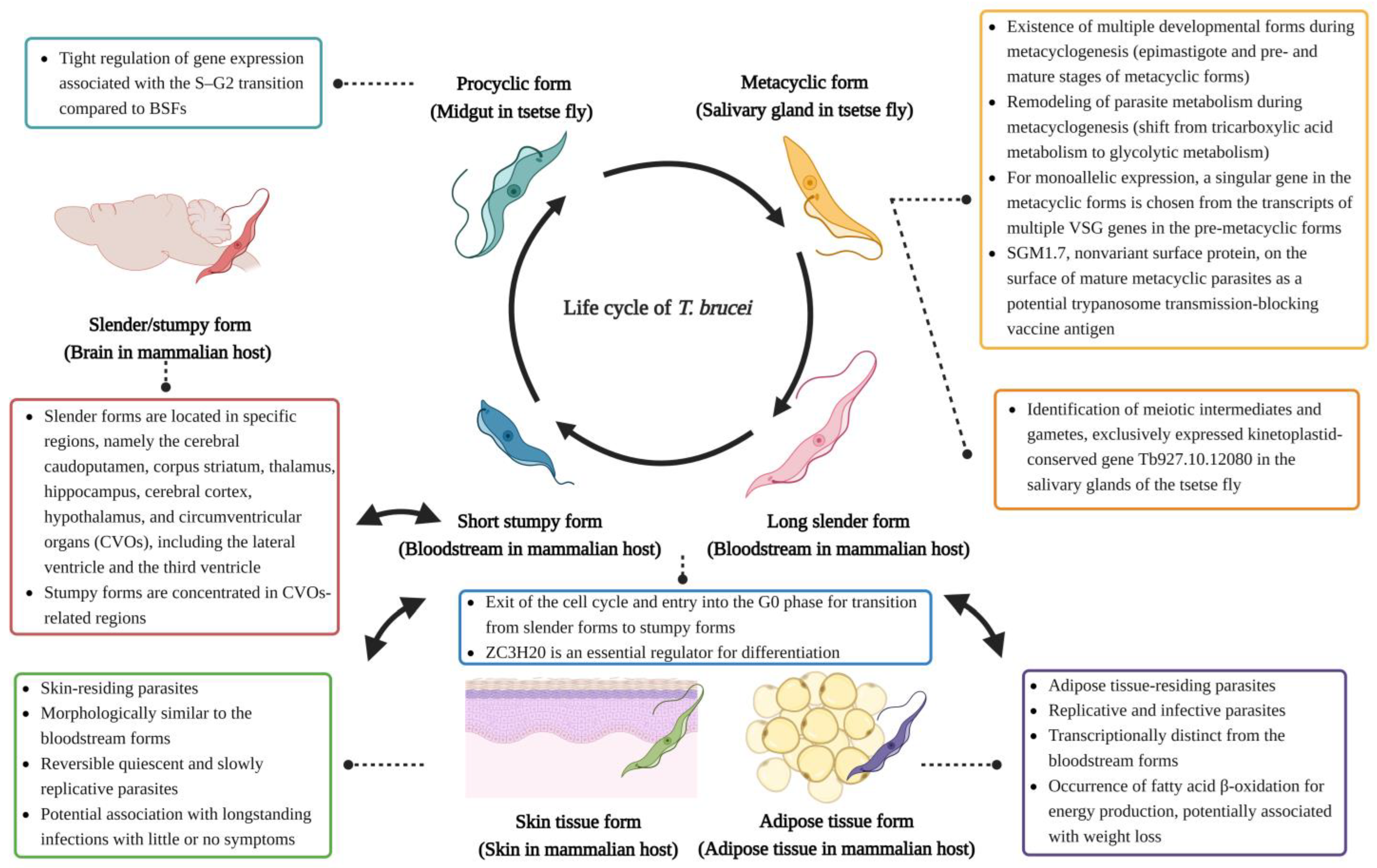 Pathogens 13 00188 g001