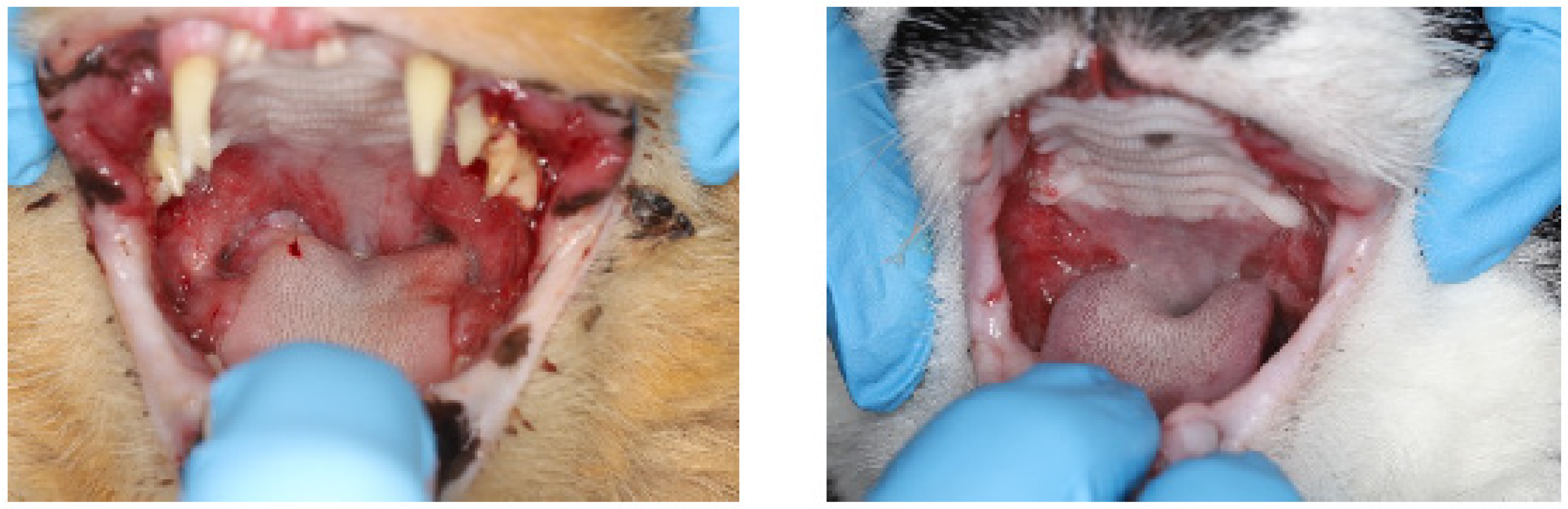 Pathogens 13 00192 g001 Pathogens 13 00192 g001