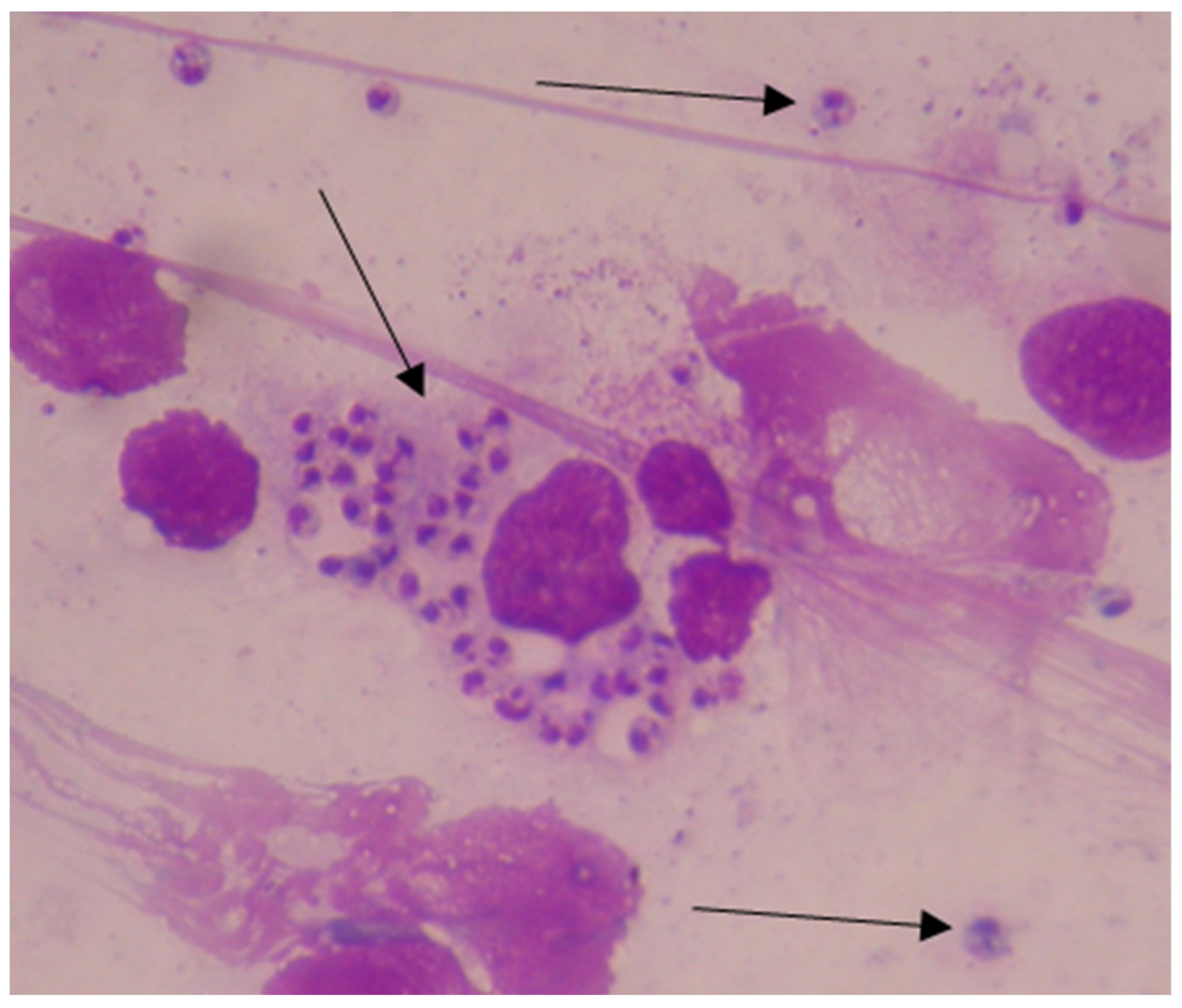 Pathogens 13 00205 g004