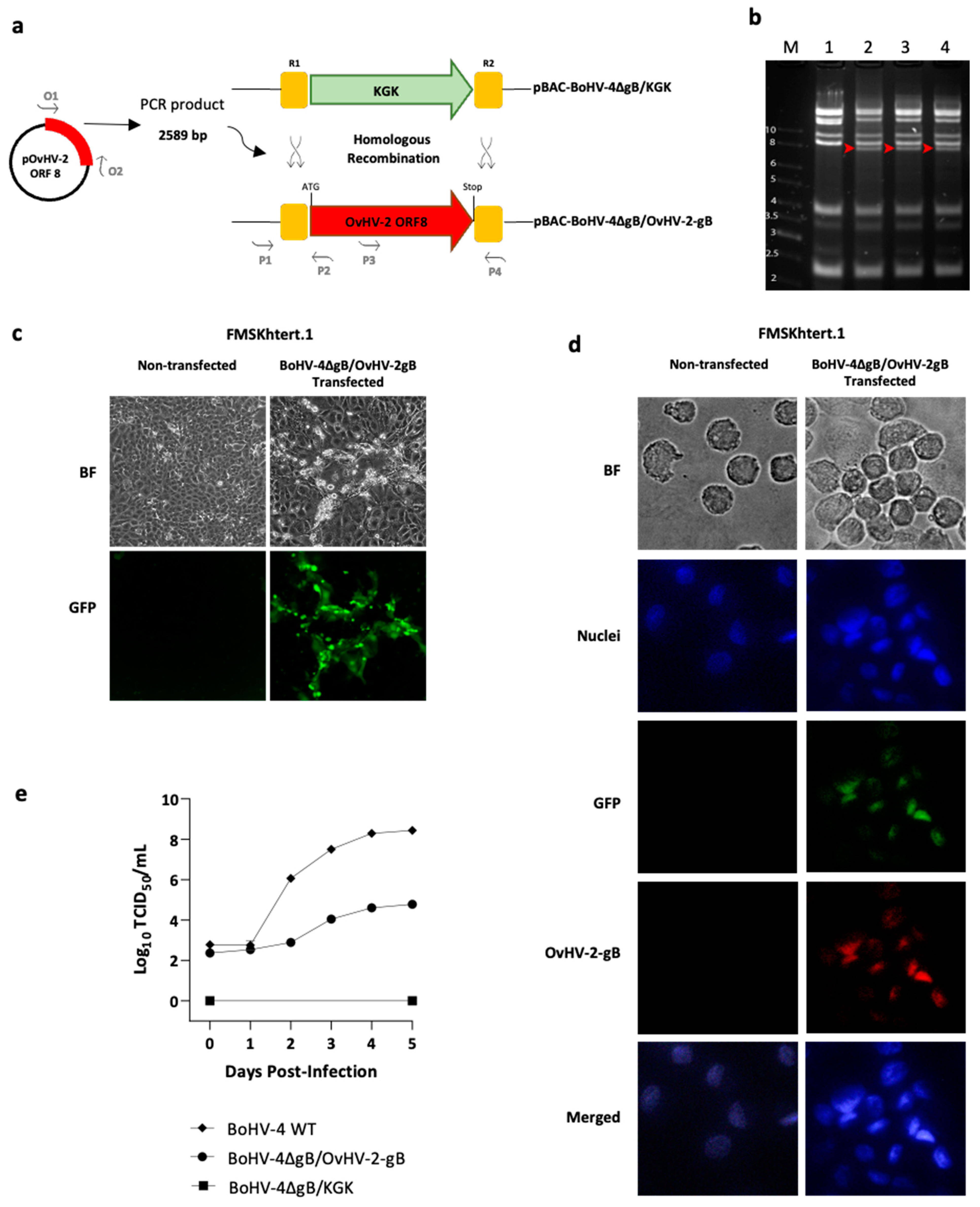 Pathogens 13 00219 g001 Pathogens 13 00219 g001