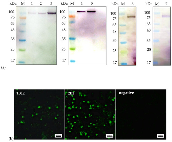 Development of a Double-Antibody Sandwich ELISA Based on a