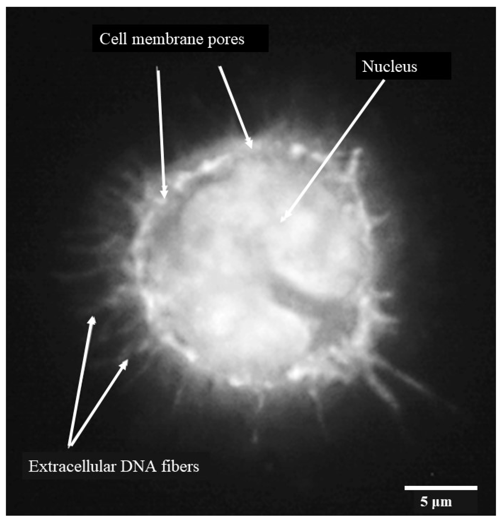 Pathogens 13 00228 g004