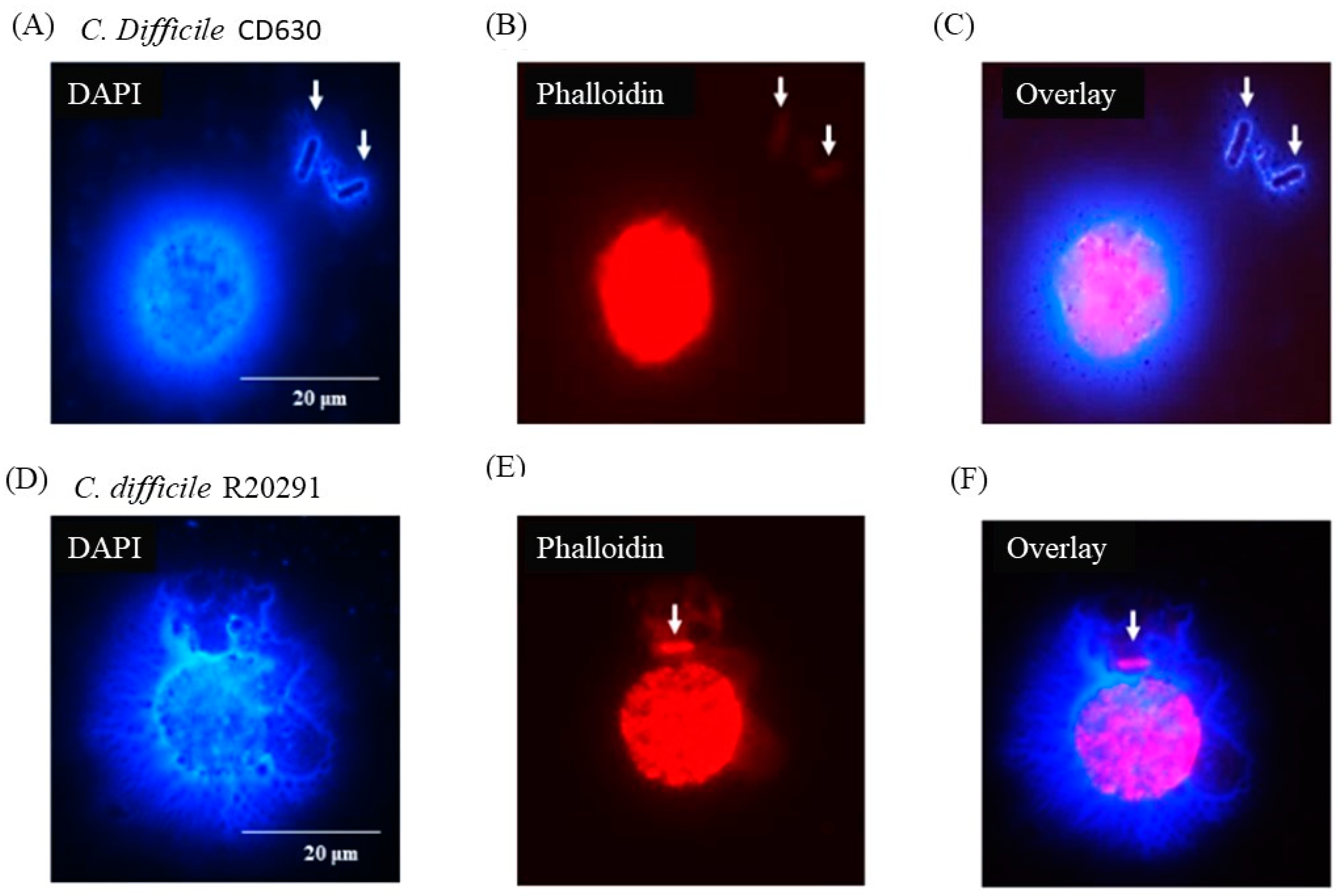 Pathogens 13 00228 g006