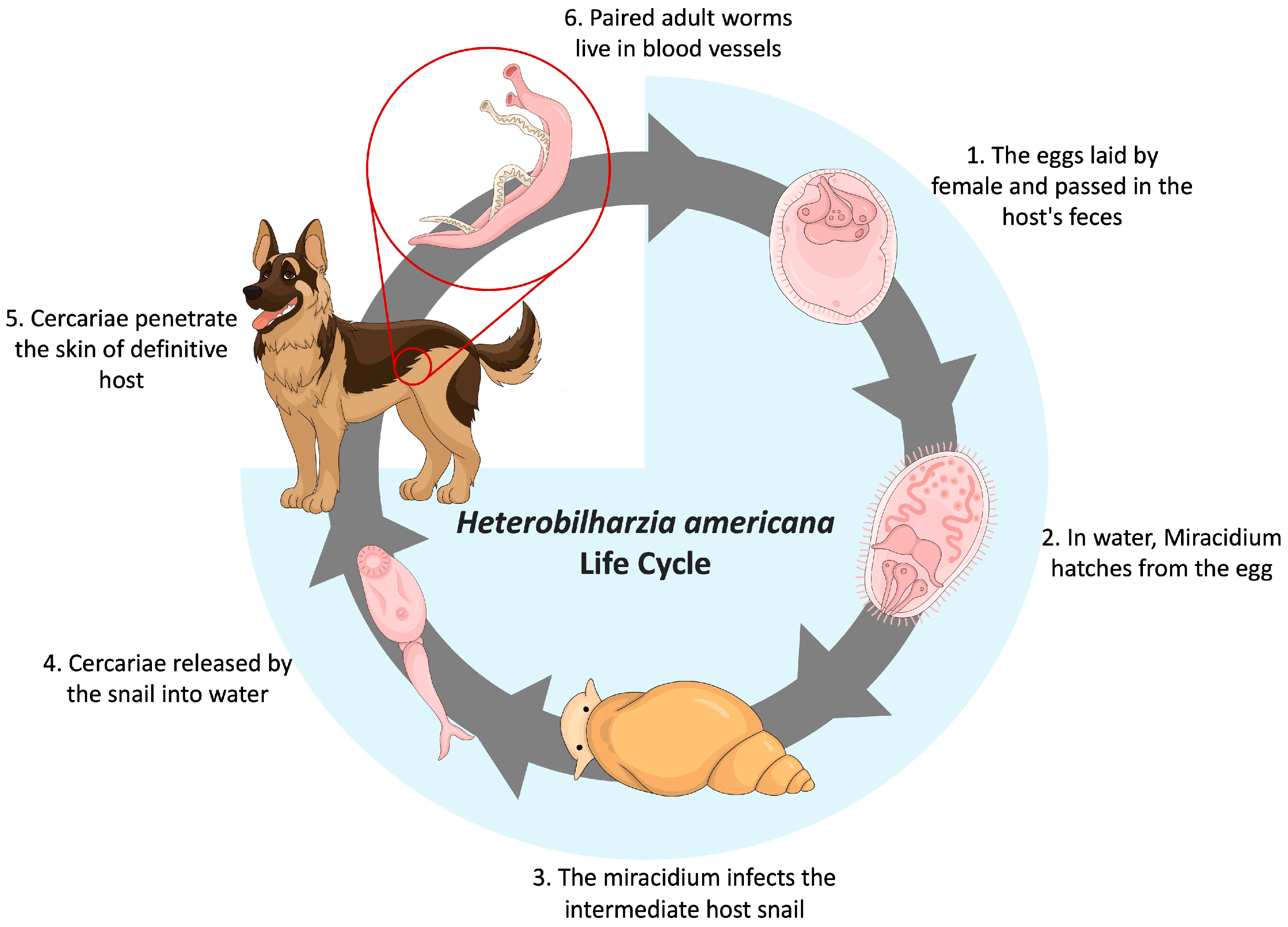 Pathogens 13 00245 g001 Pathogens 13 00245 g001