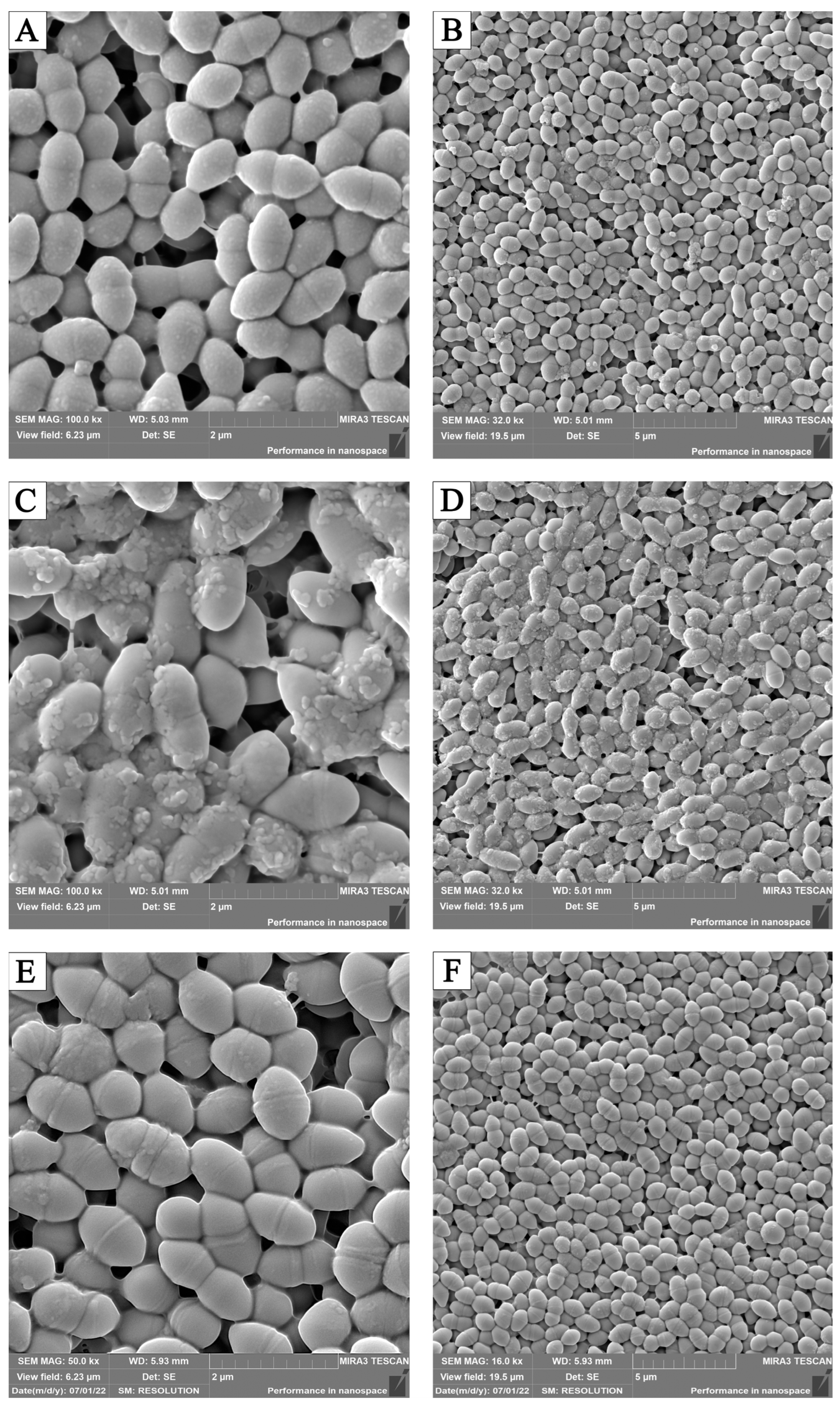 Pathogens 13 00252 g007