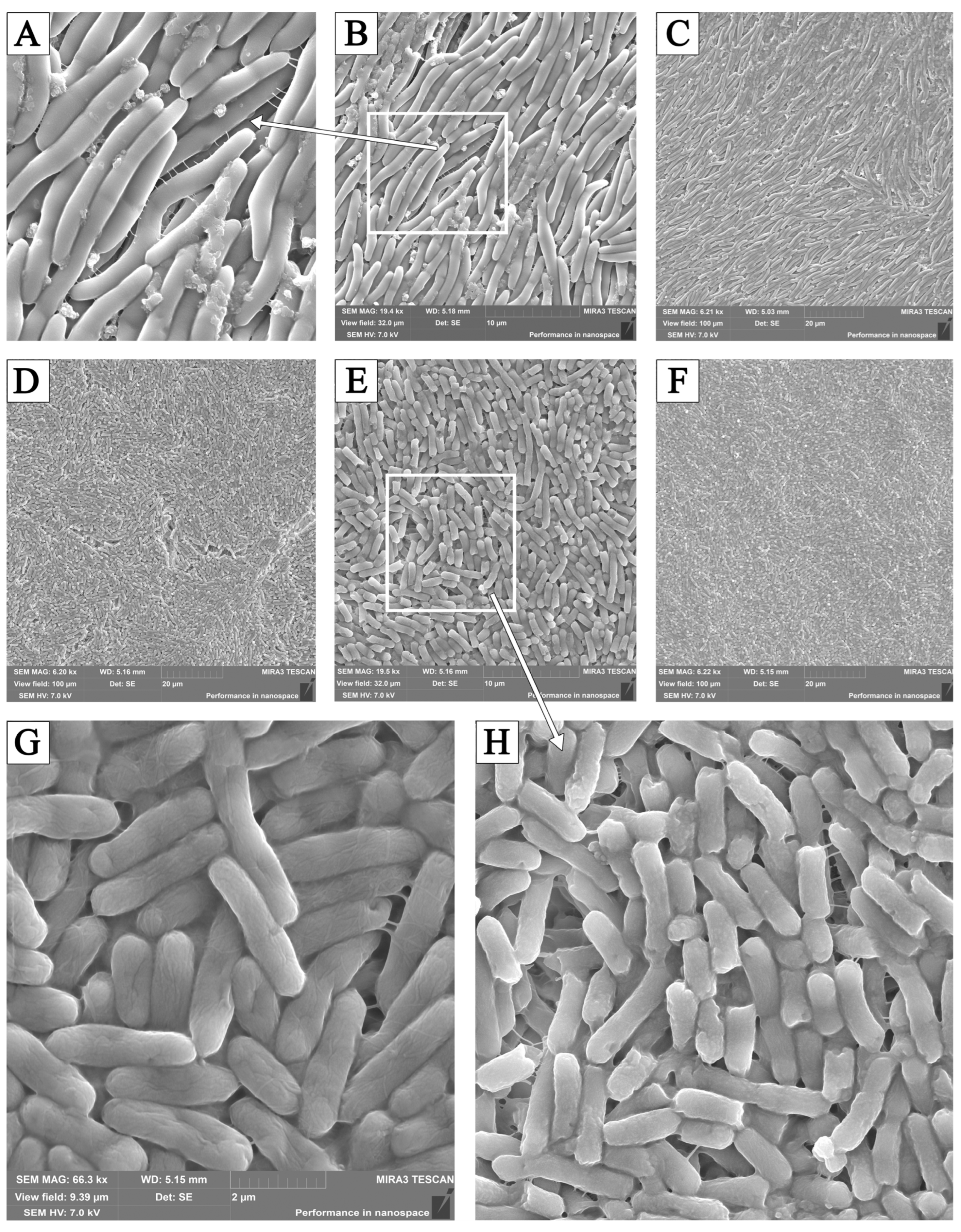 Pathogens 13 00252 g008
