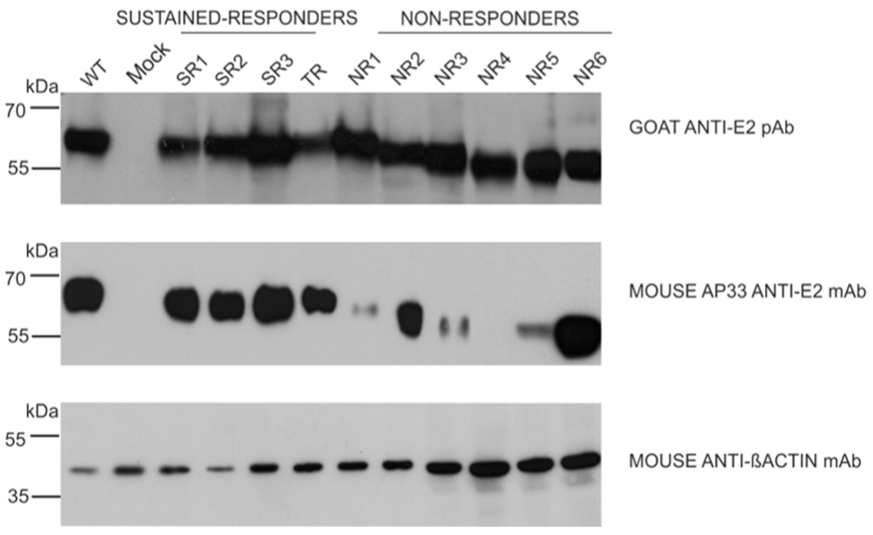 Pathogens 13 00256 g006