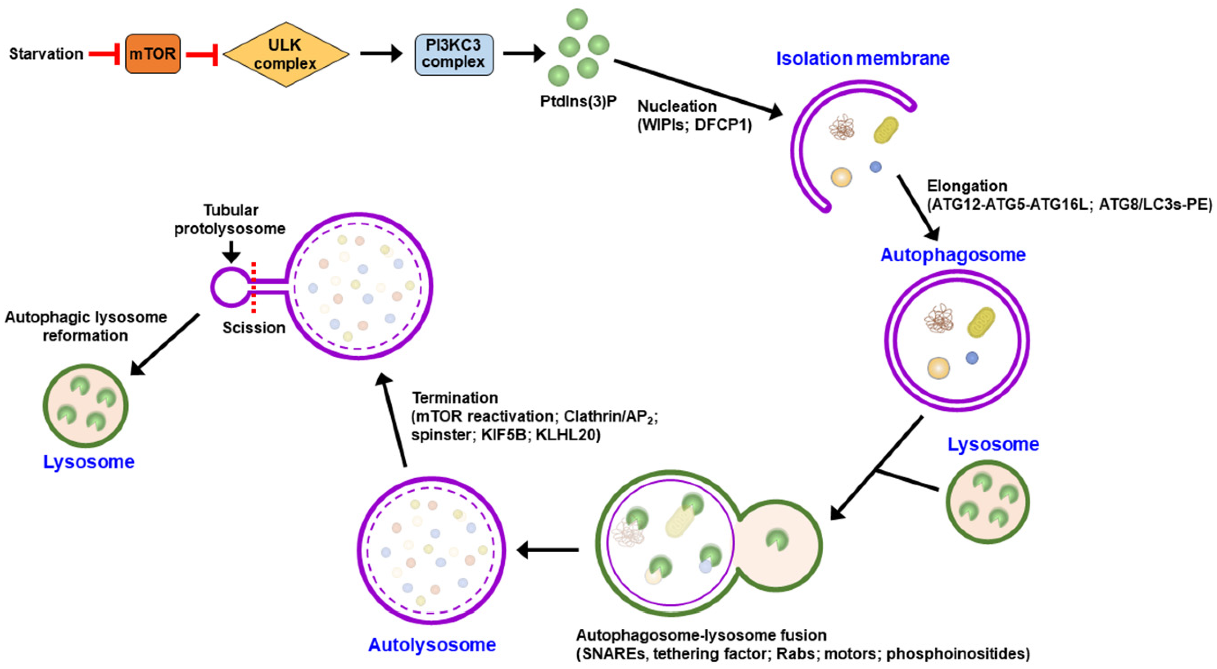 Pathogens 13 00266 g001
