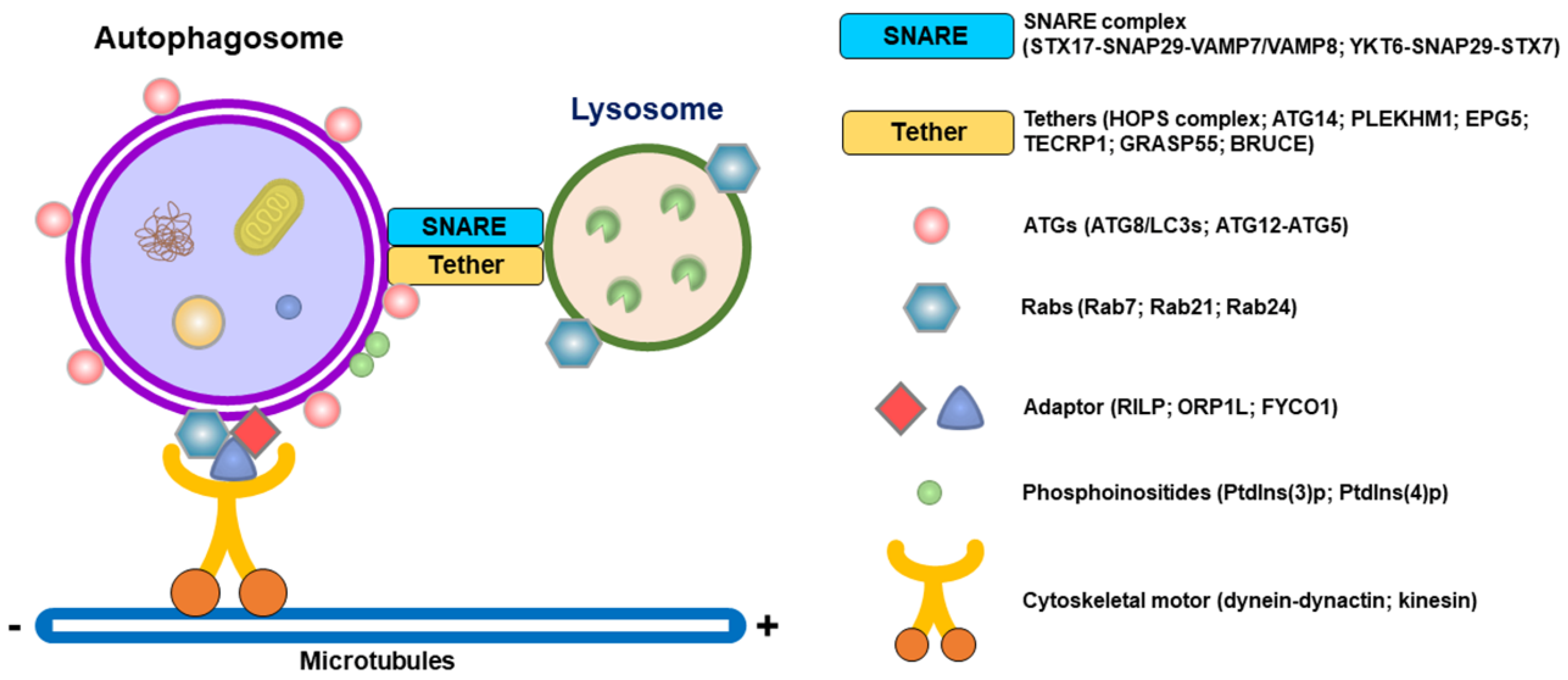 Pathogens 13 00266 g002