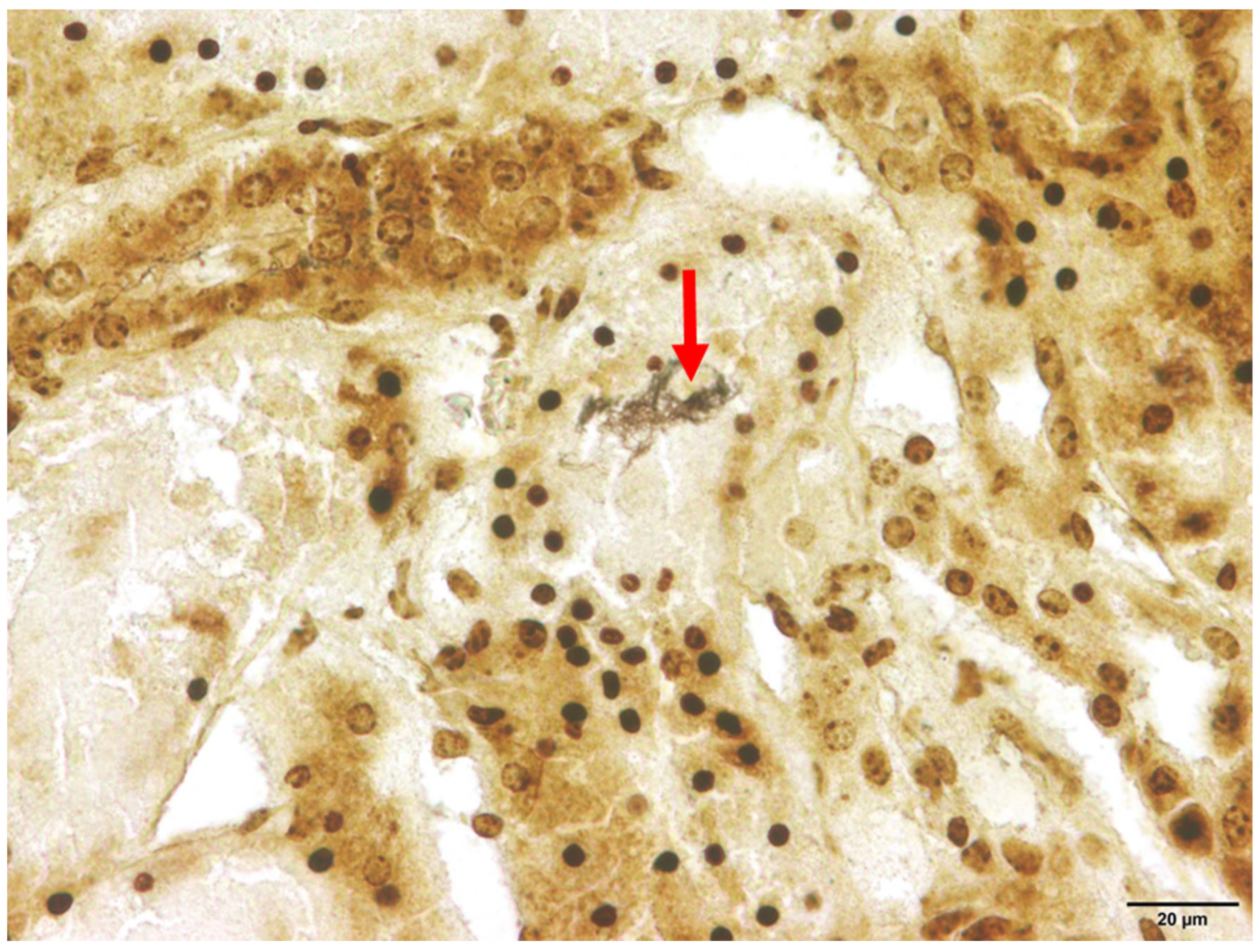 Pathogens 13 00270 g003 Pathogens 13 00270 g003