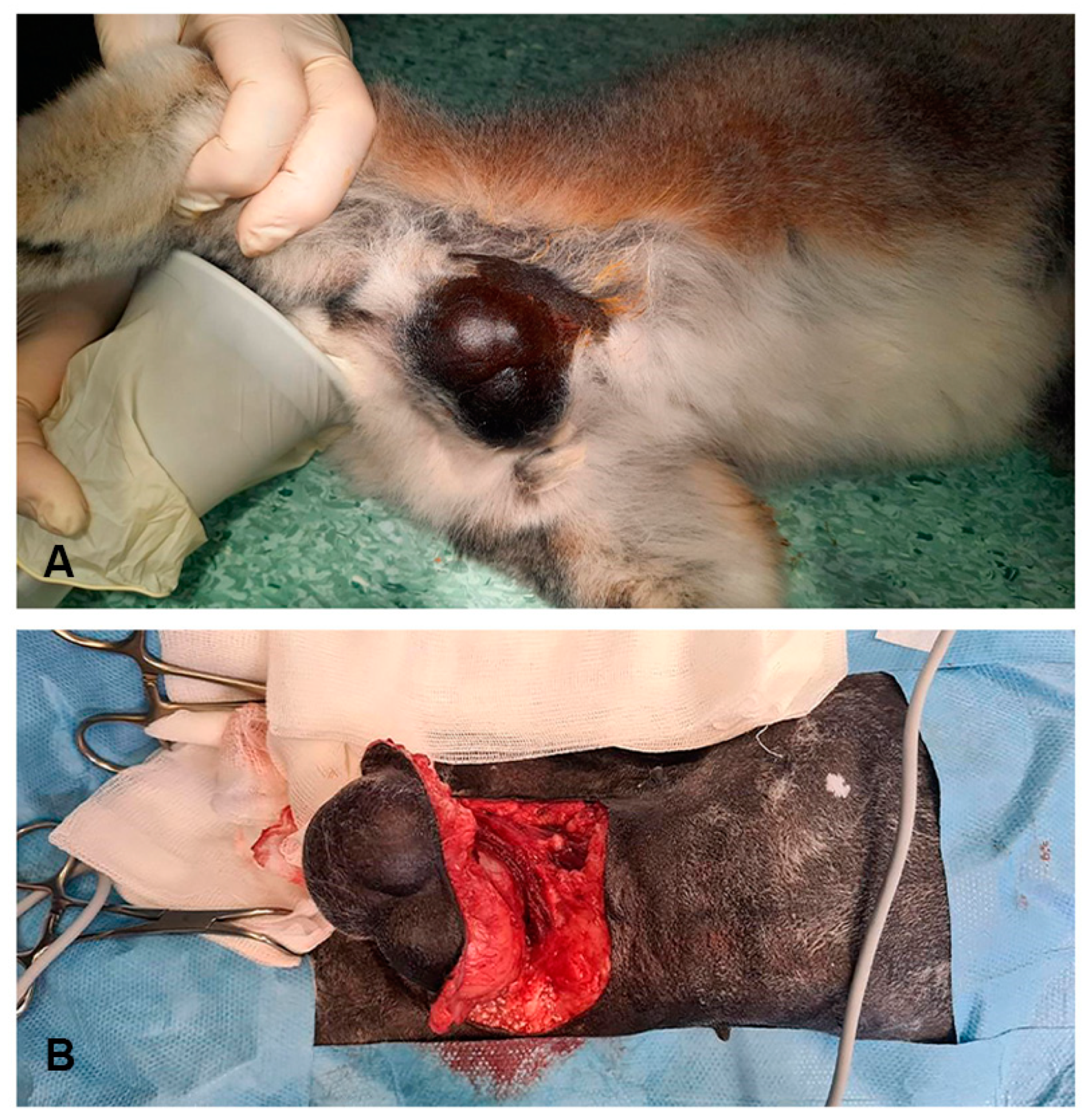 Pathogens 13 00283 g001 Pathogens 13 00283 g001