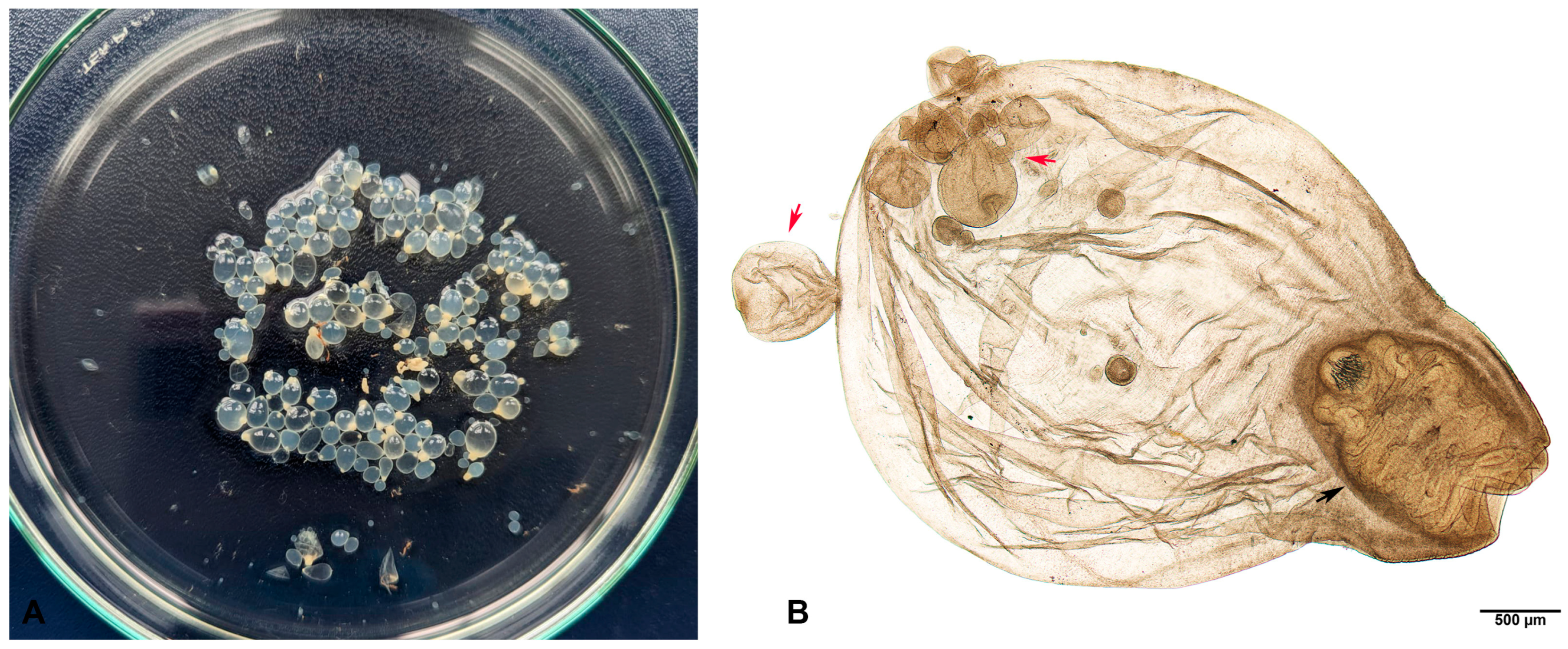 Pathogens 13 00283 g002 Pathogens 13 00283 g002