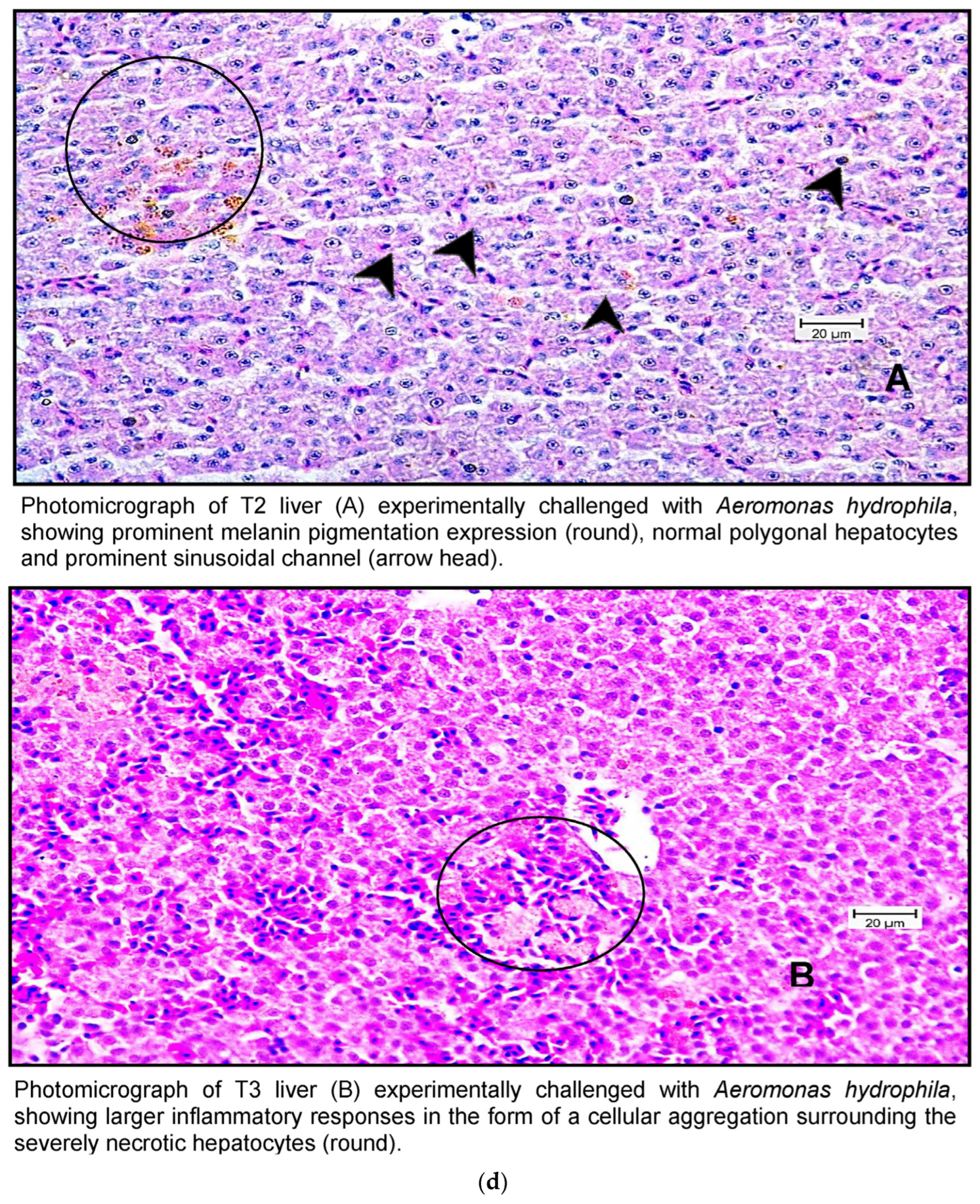 Pathogens 13 00295 g007c