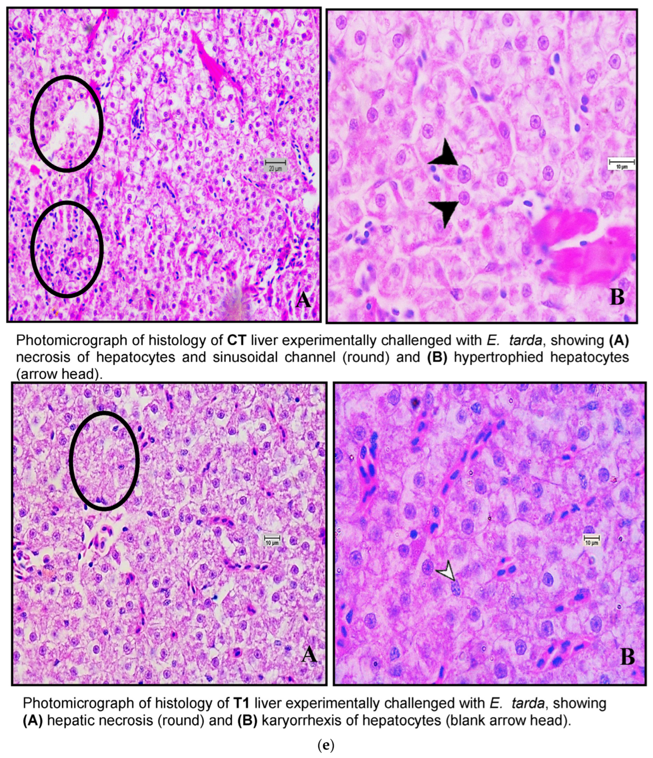 Pathogens 13 00295 g007d