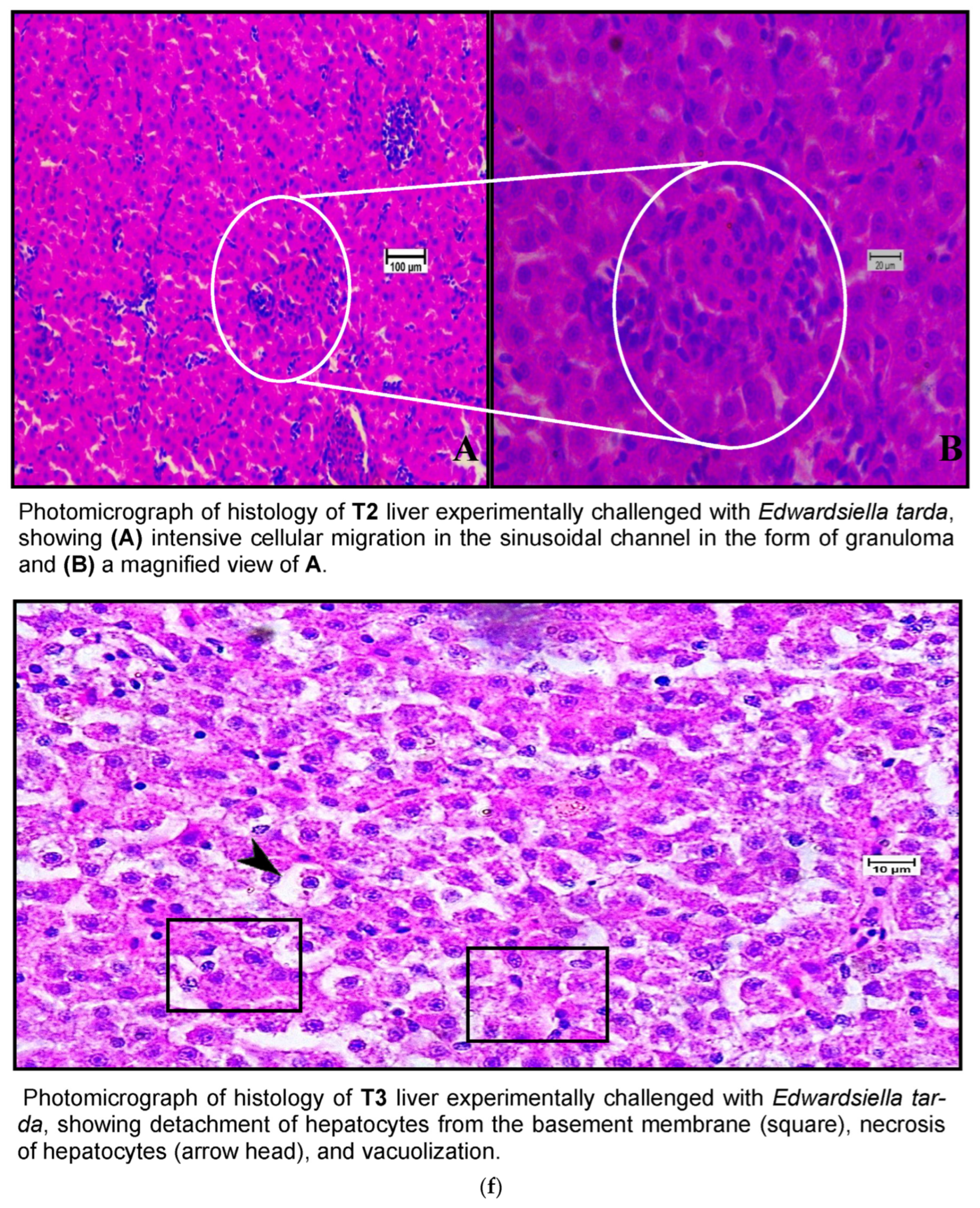 Pathogens 13 00295 g007e