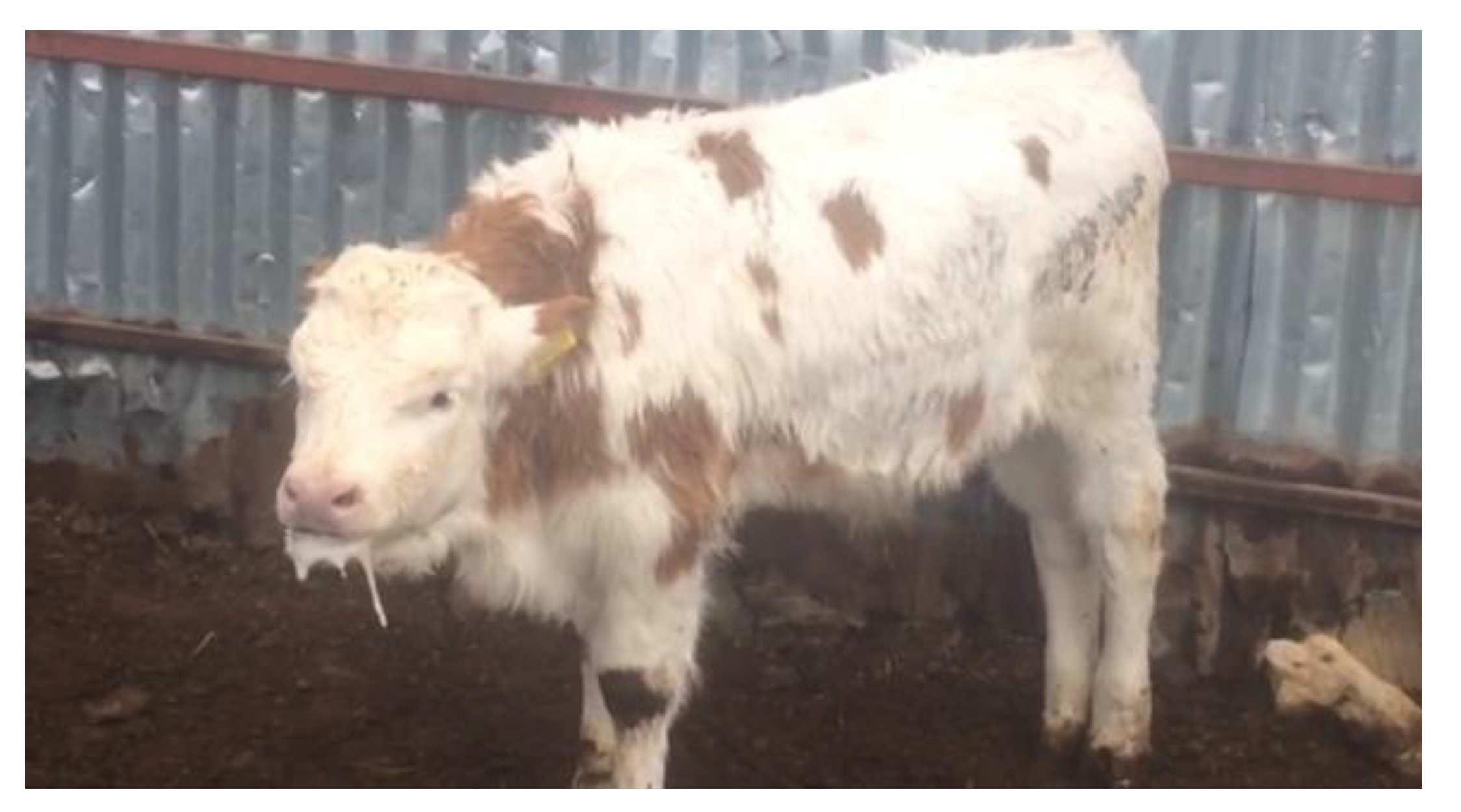 Pathogens 13 00304 g001 Pathogens 13 00304 g001