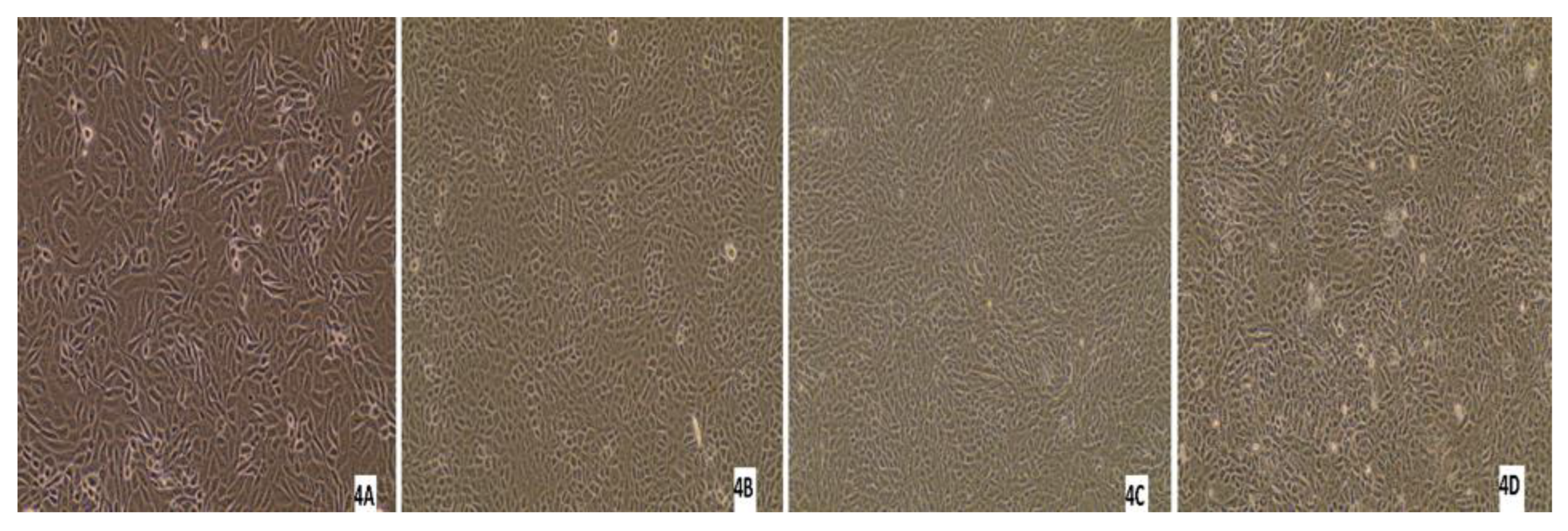 Pathogens 13 00304 g011b Pathogens 13 00304 g011b