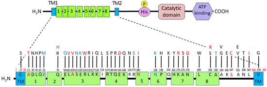 Ronページ 1994 ZX9R Ninja ZX900-B1 Kawasaki Sales Brochure [OEM/New] First
