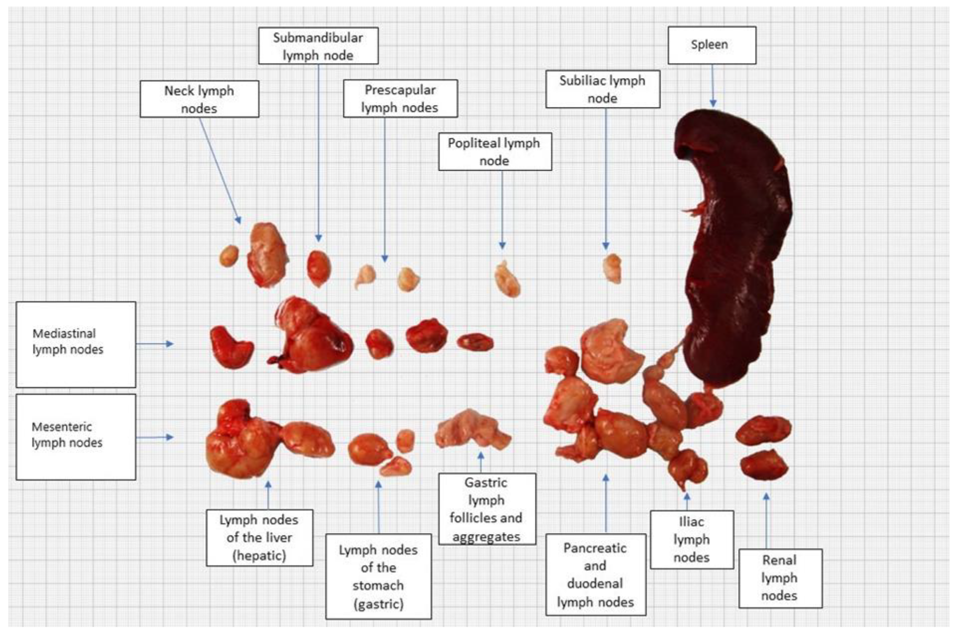 Pathogens 13 00328 g002