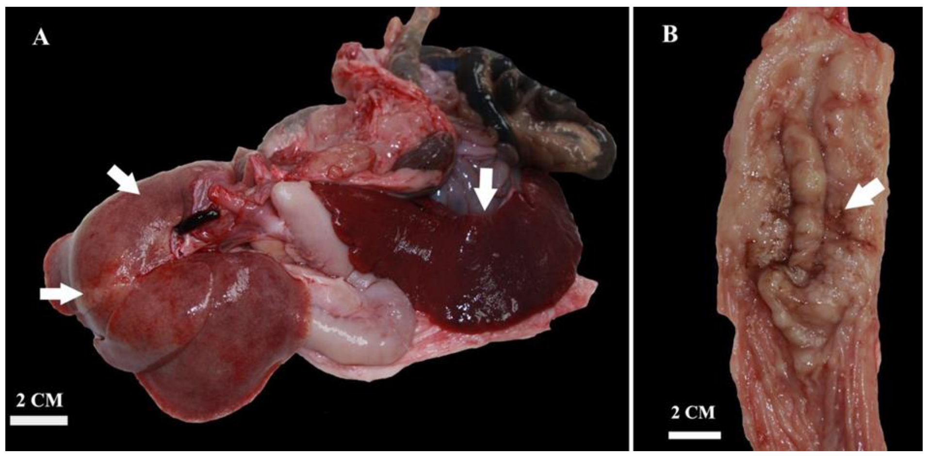 Pathogens 13 00328 g003
