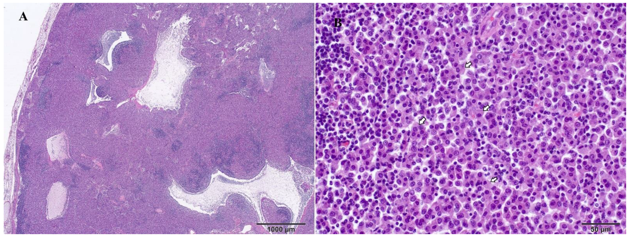 Pathogens 13 00328 g004