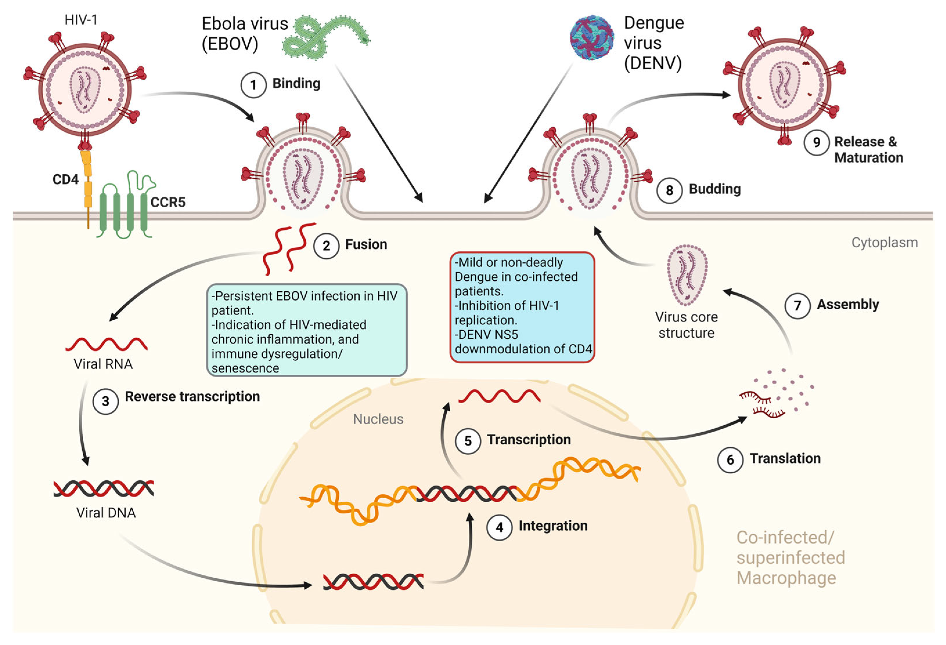 Pathogens 13 00349 g003