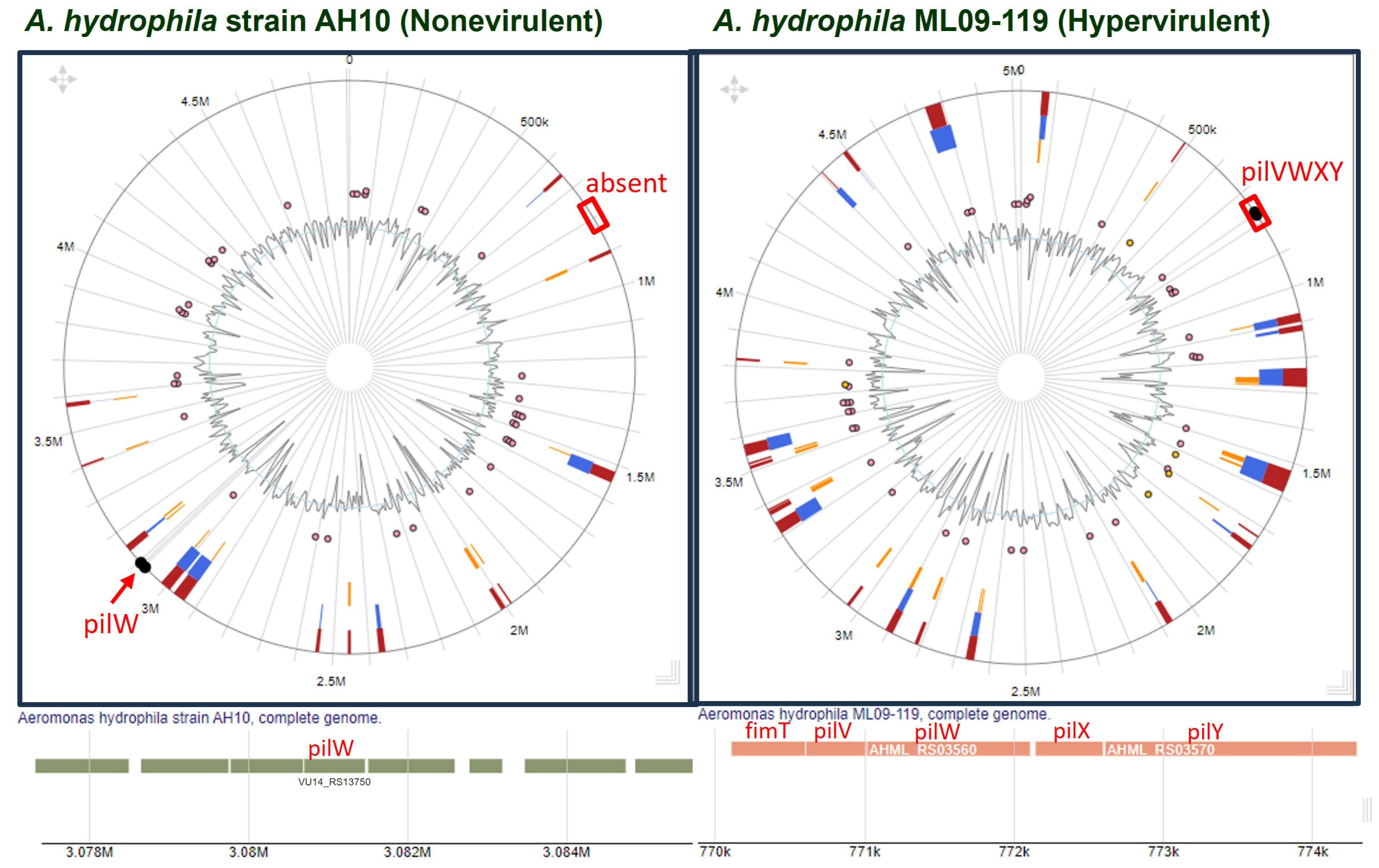 Pathogens 13 00365 g005 Pathogens 13 00365 g005