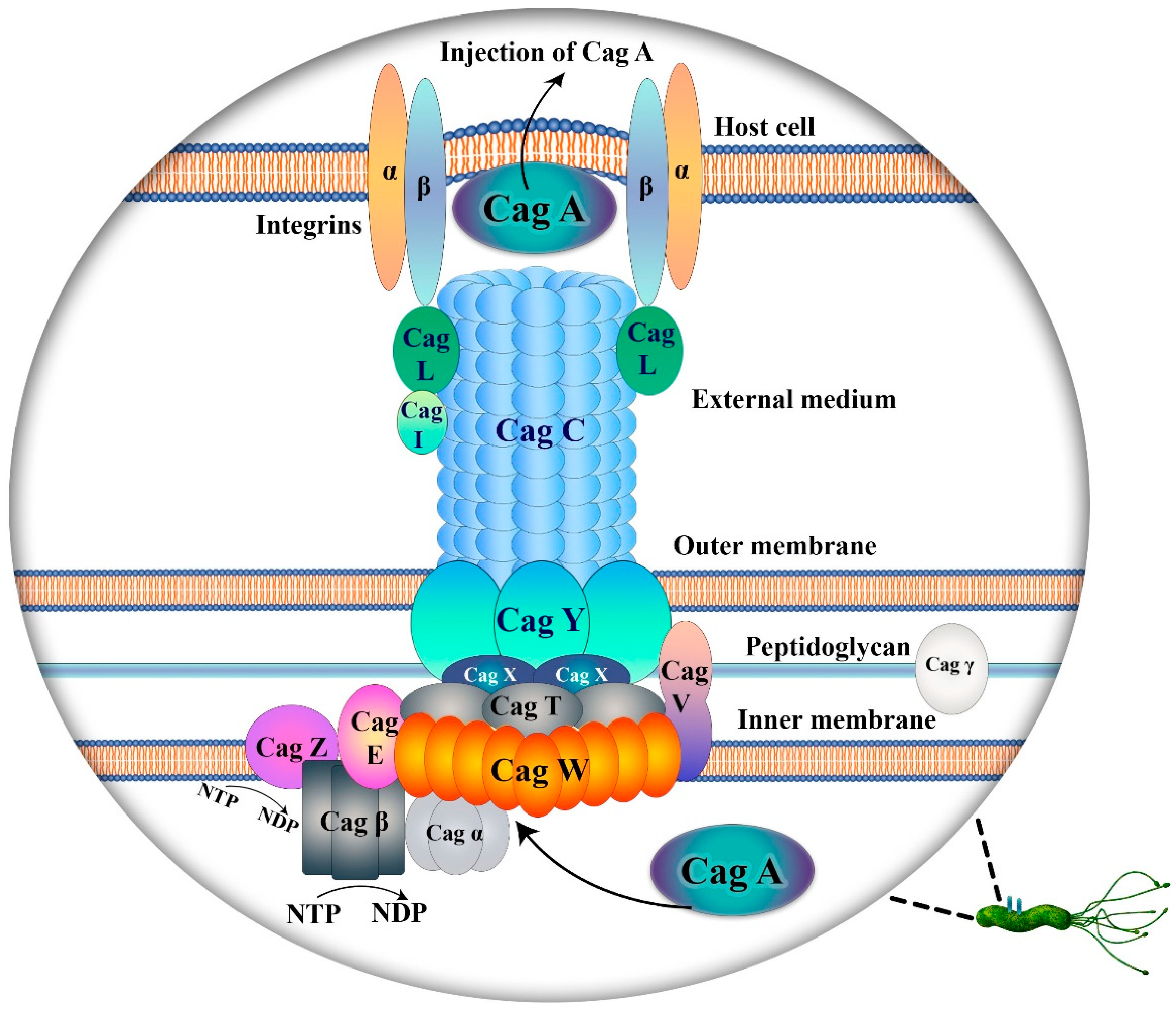 Pathogens 13 00392 g001 Pathogens 13 00392 g001