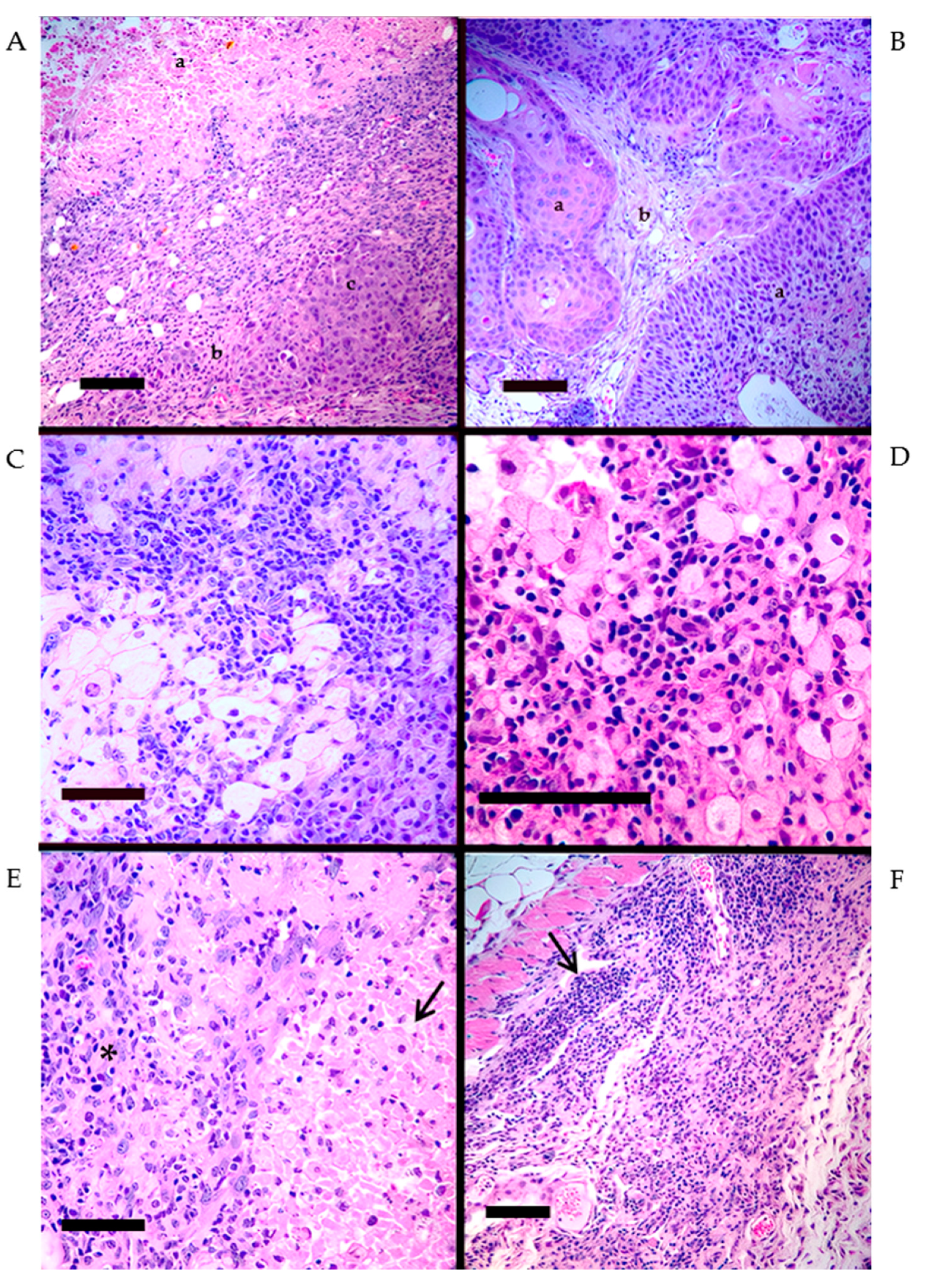 Pathogens 13 00402 g003